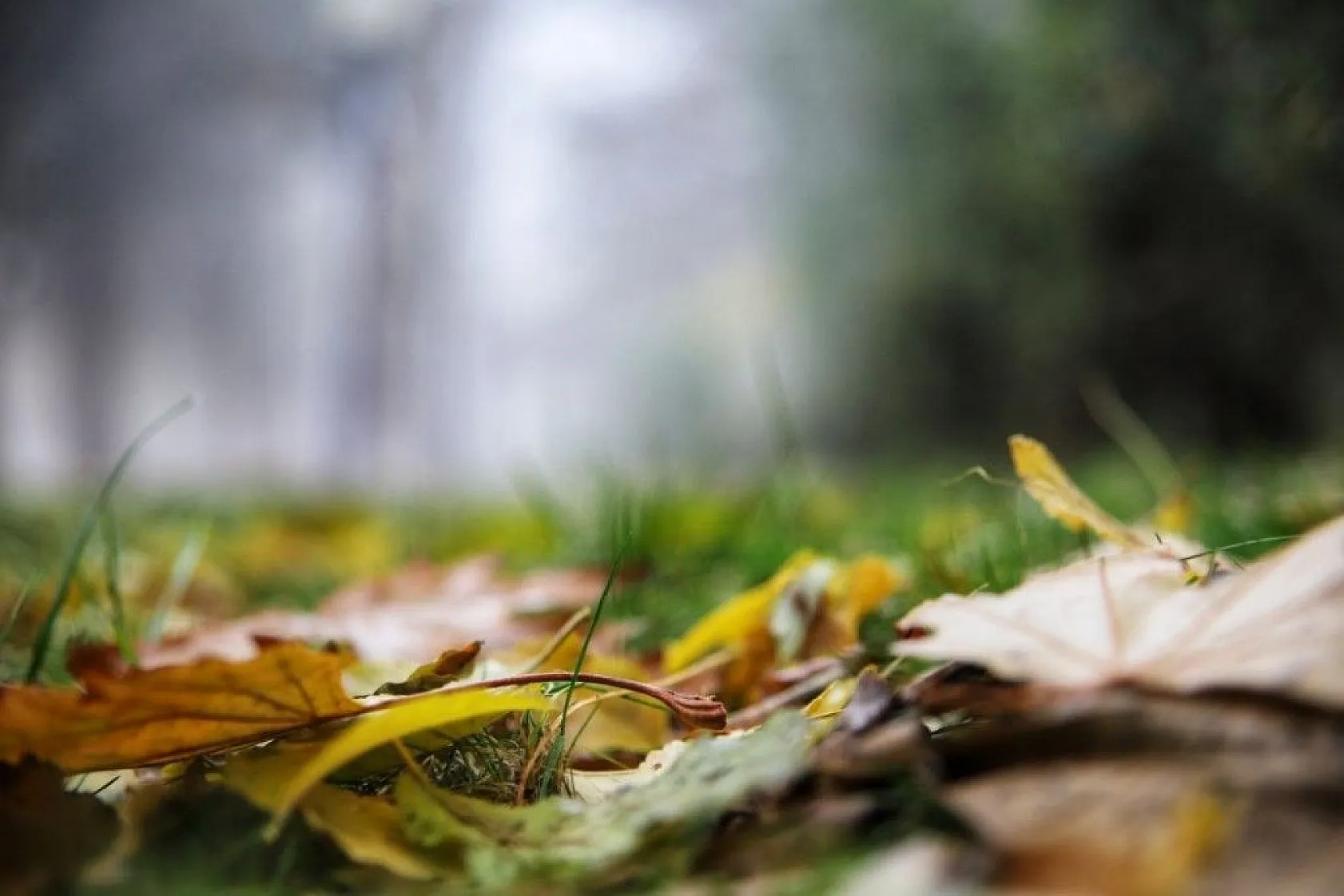 Sessizliğe bürünen Elazığ, sisle kayboldu
