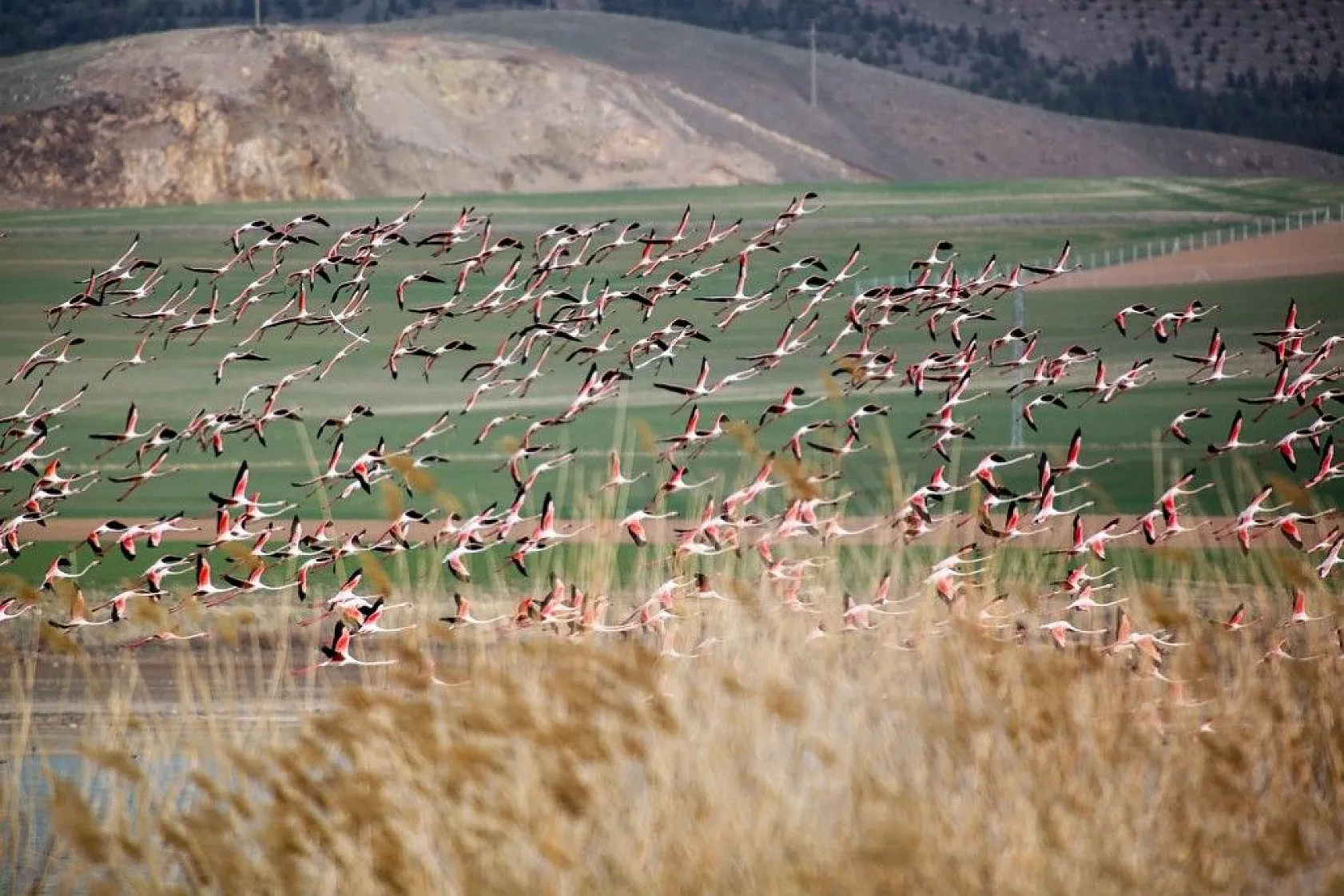 Flamingolar Başkent göletlerindeki yerlerini aldı