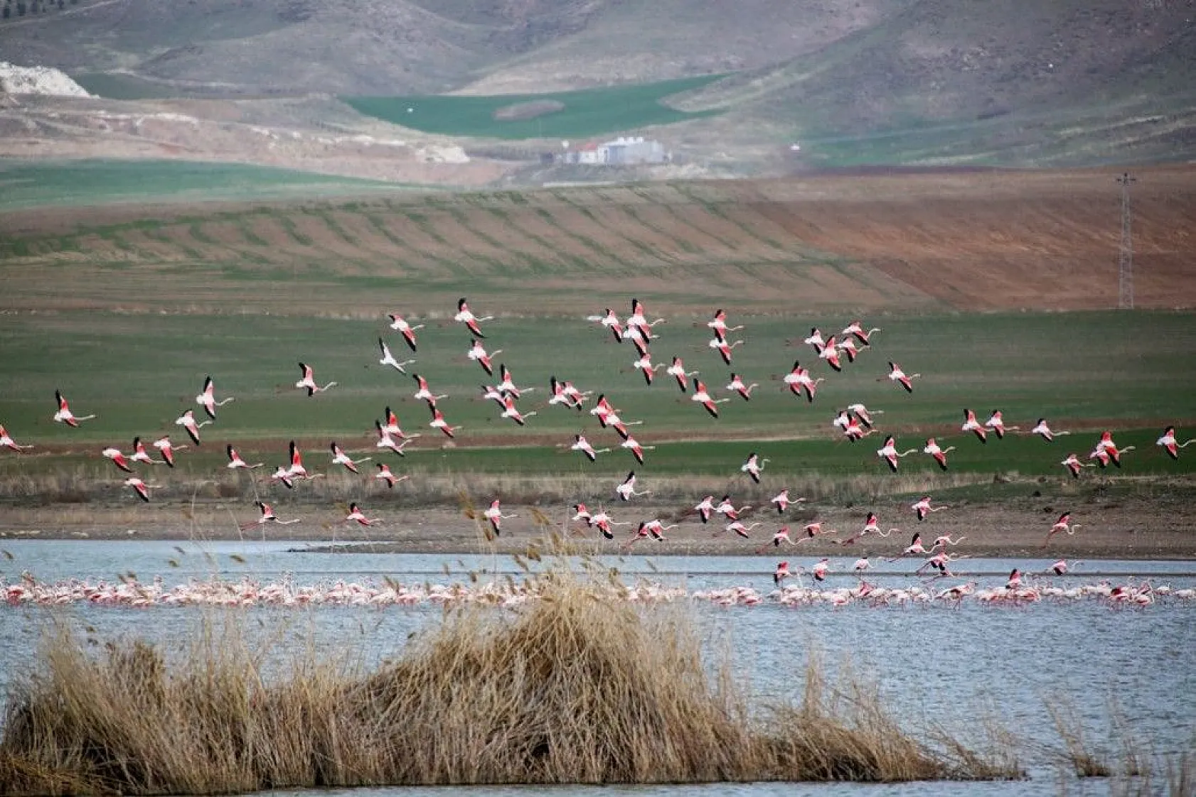 Flamingolar Başkent göletlerindeki yerlerini aldı