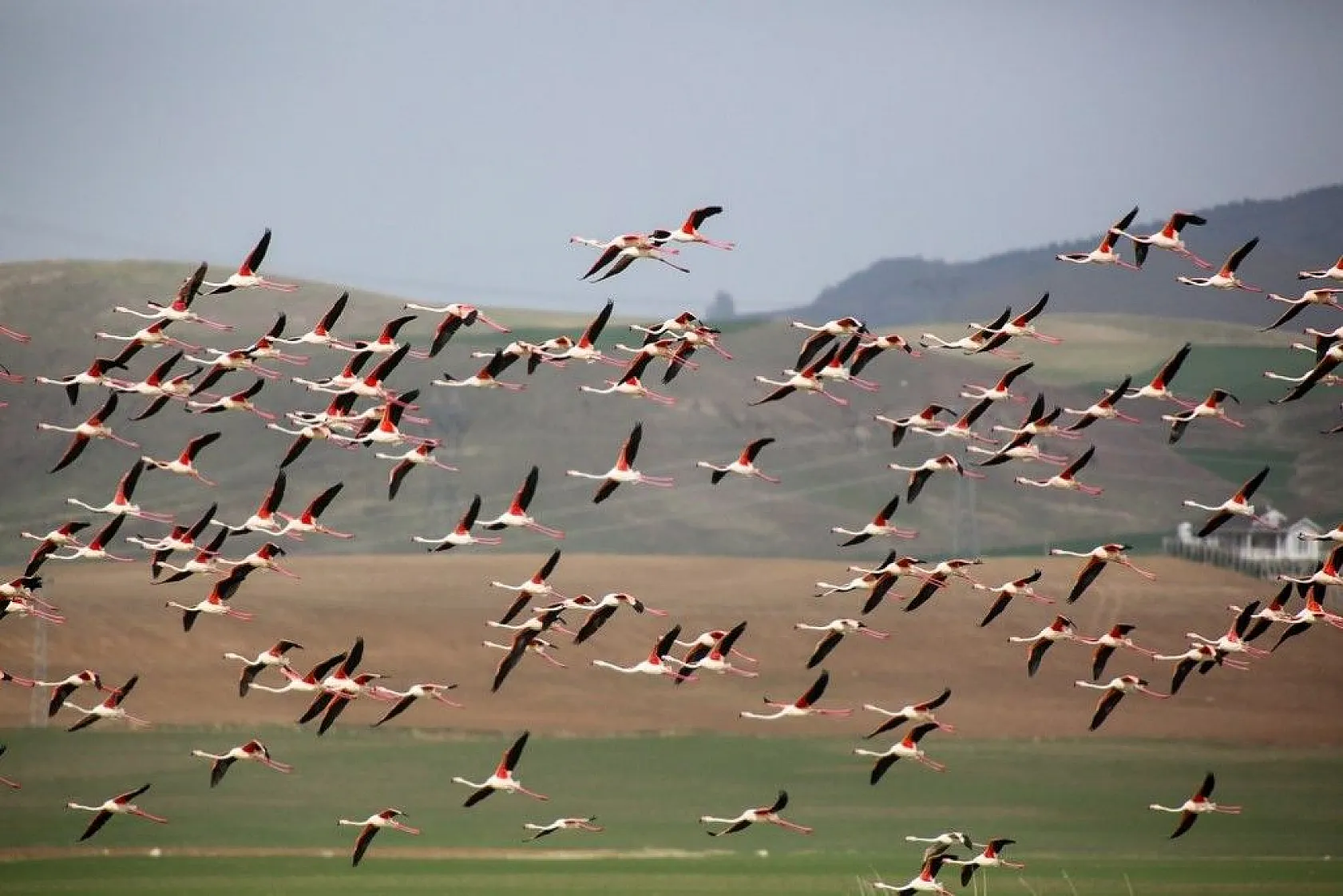 Flamingolar Başkent göletlerindeki yerlerini aldı