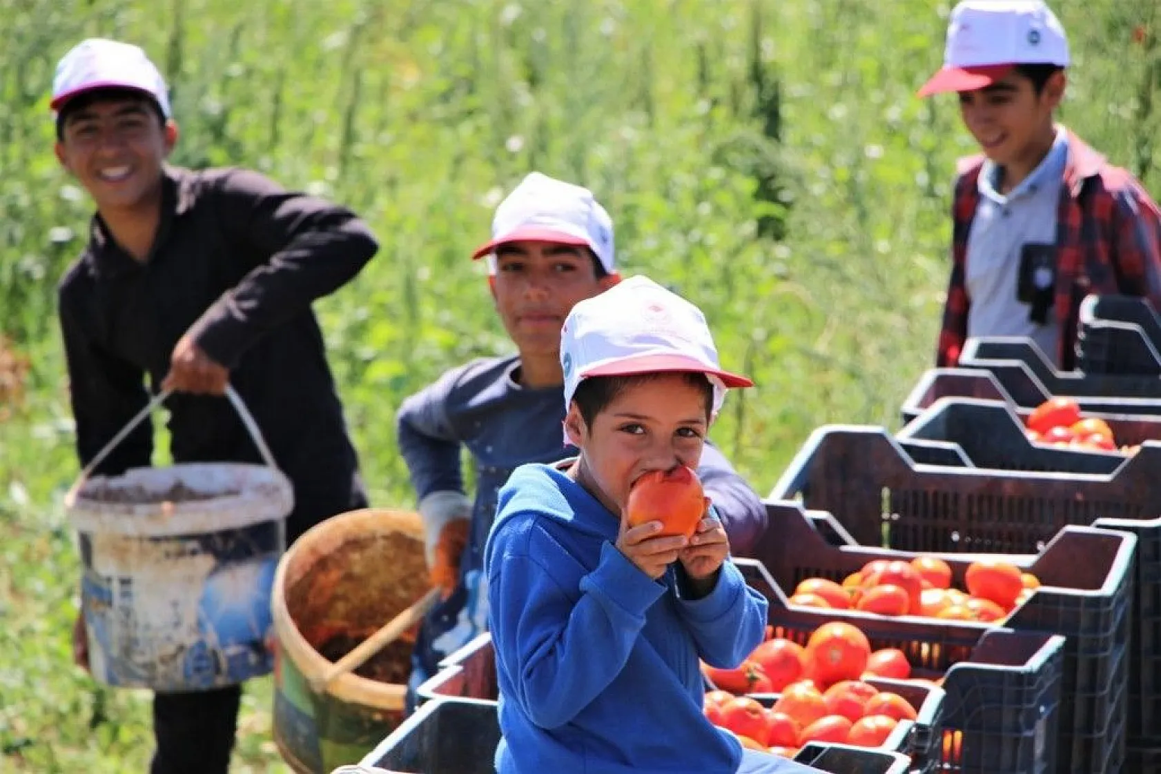 Kurutmalık domatesin hasadı başladı