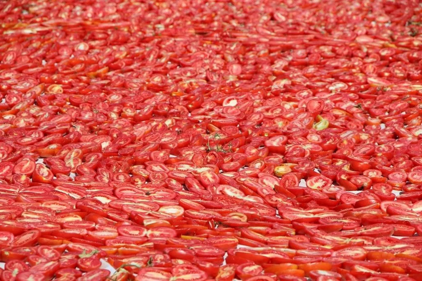 Kurutmalık domatesin hasadı başladı