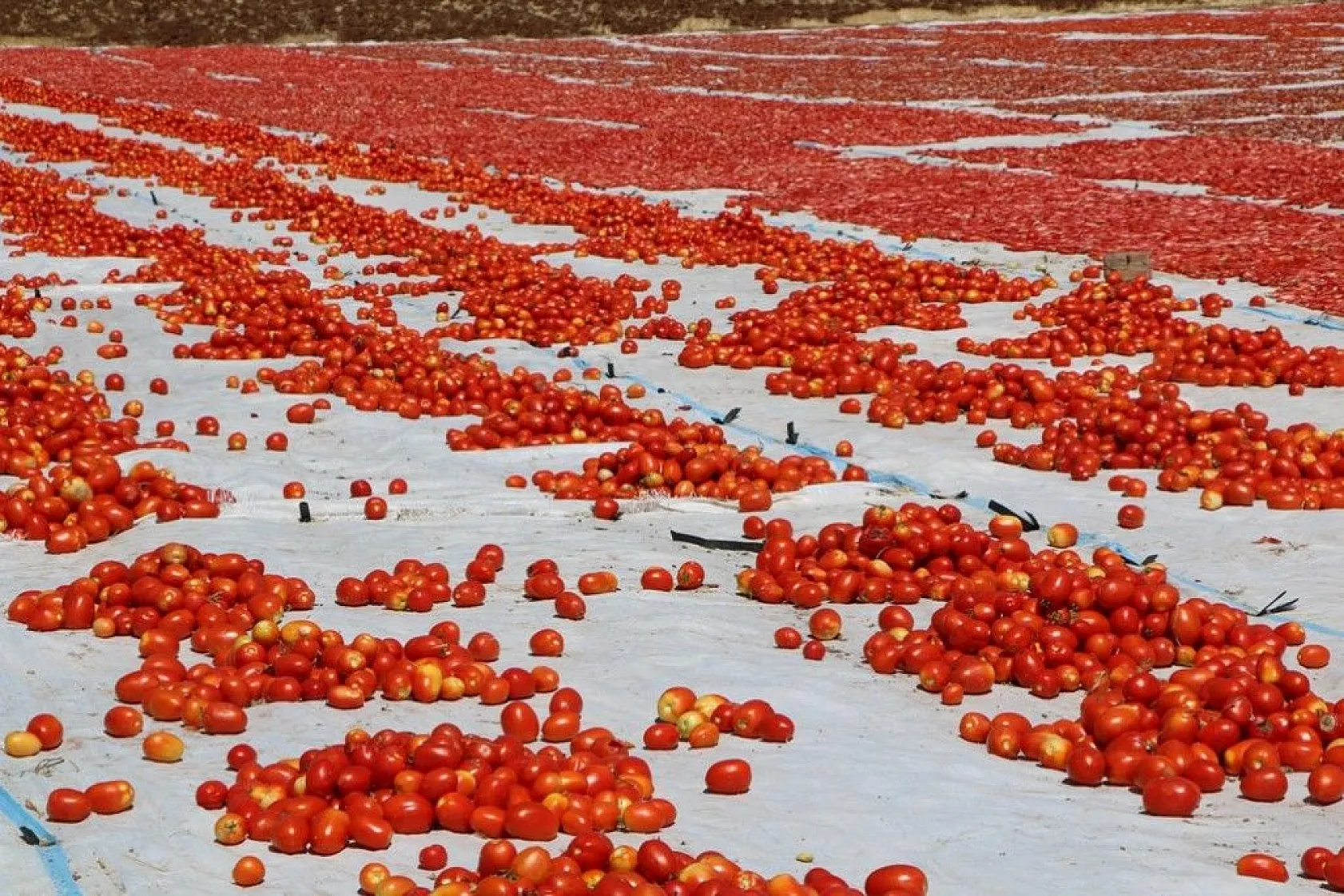 Kurutmalık domatesin hasadı başladı