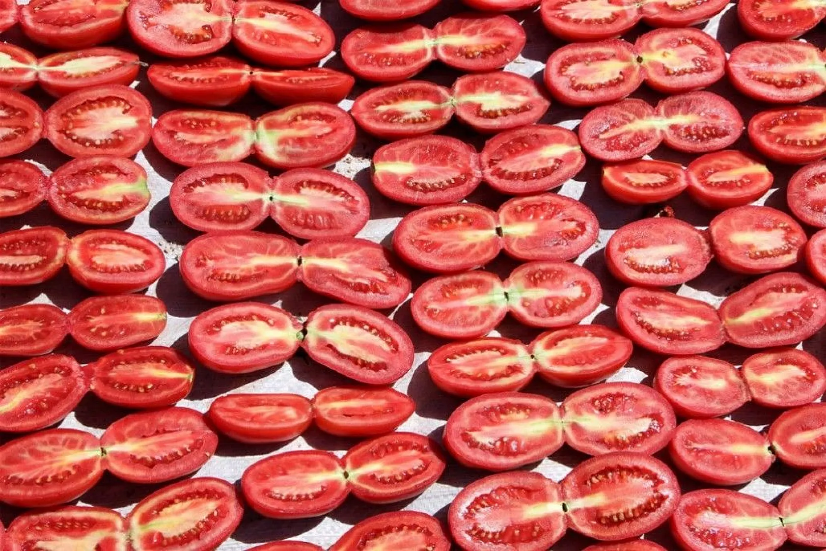 Kurutmalık domatesin hasadı başladı