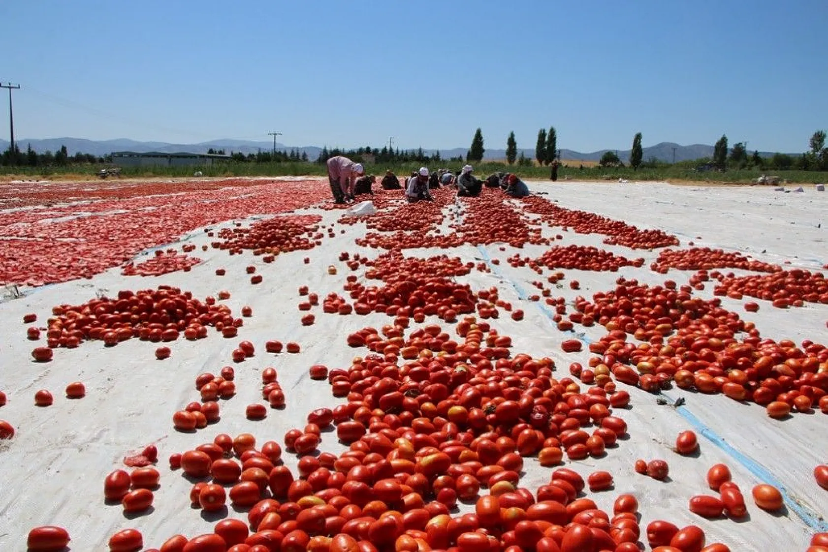 Kurutmalık domatesin hasadı başladı