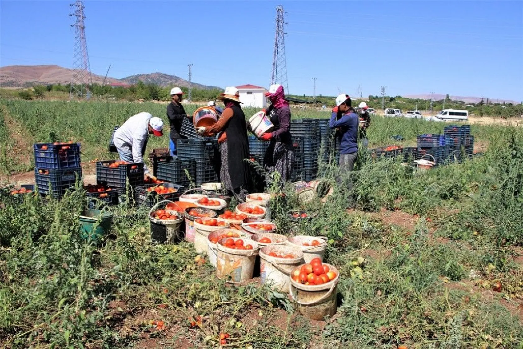 Kurutmalık domatesin hasadı başladı