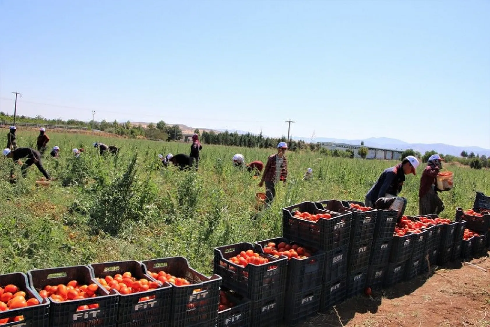 Kurutmalık domatesin hasadı başladı