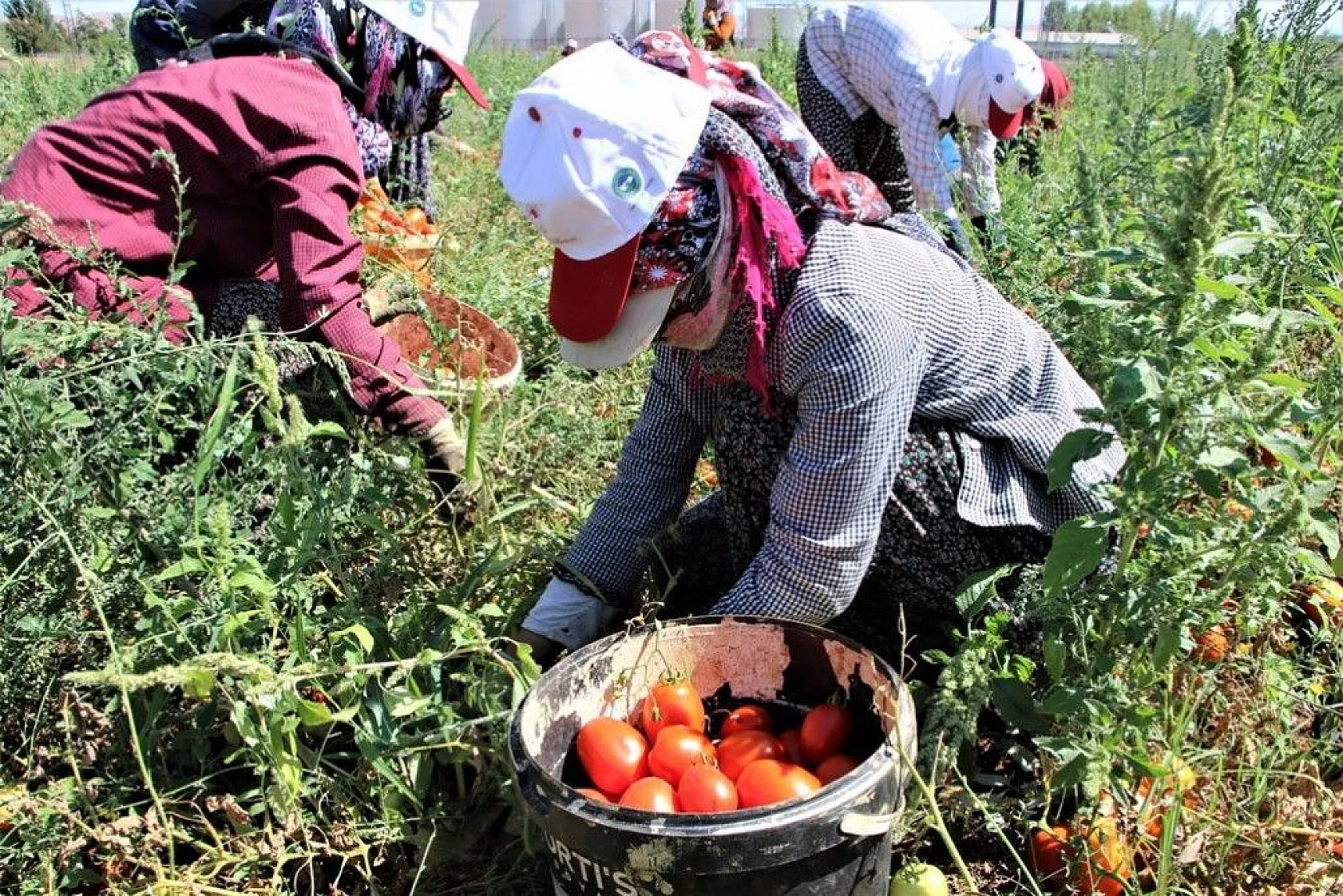 Kurutmalık domatesin hasadı başladı