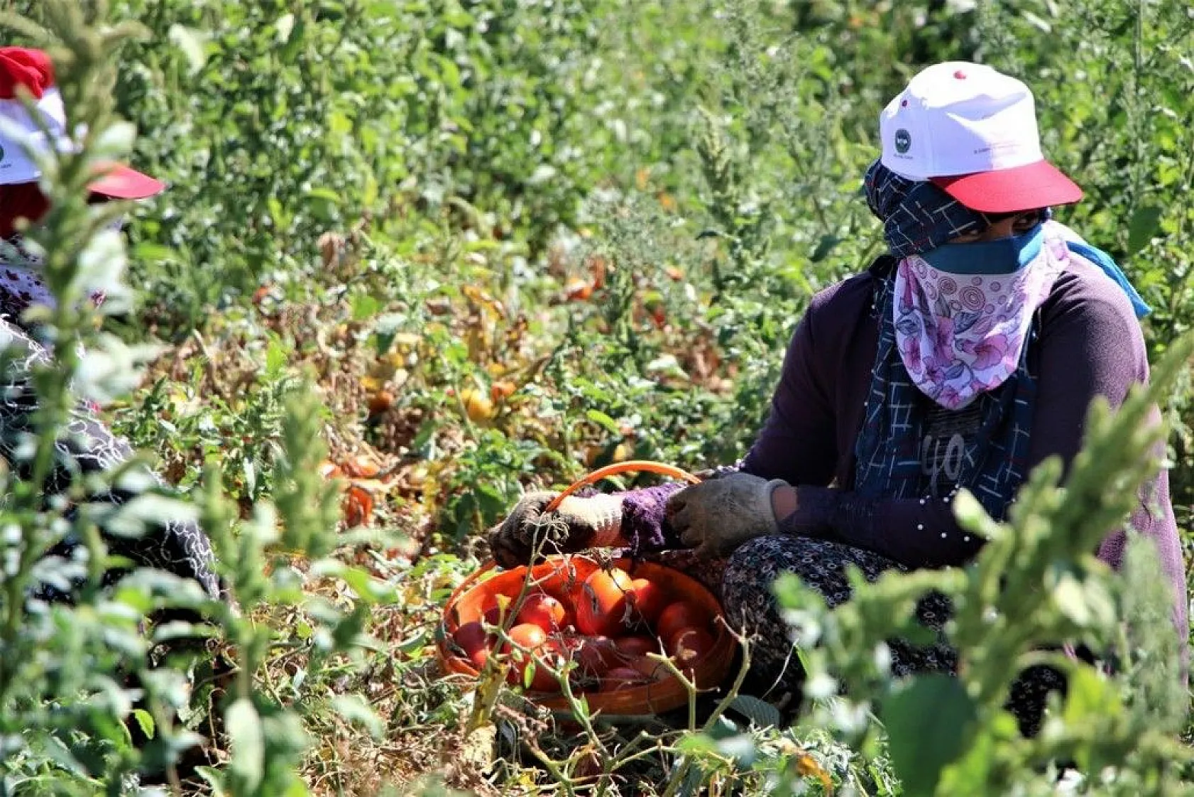 Kurutmalık domatesin hasadı başladı