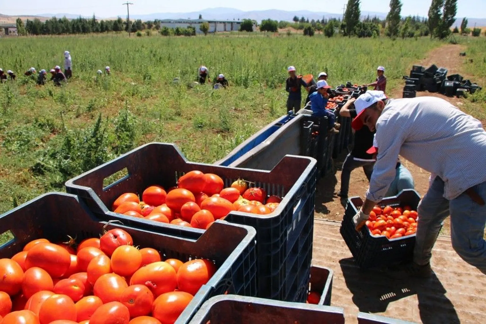 Kurutmalık domatesin hasadı başladı