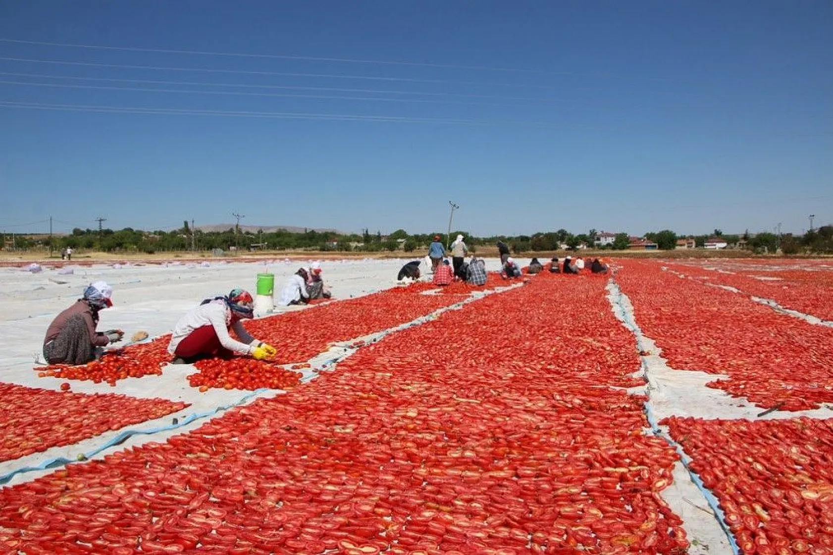 Kurutmalık domatesin hasadı başladı