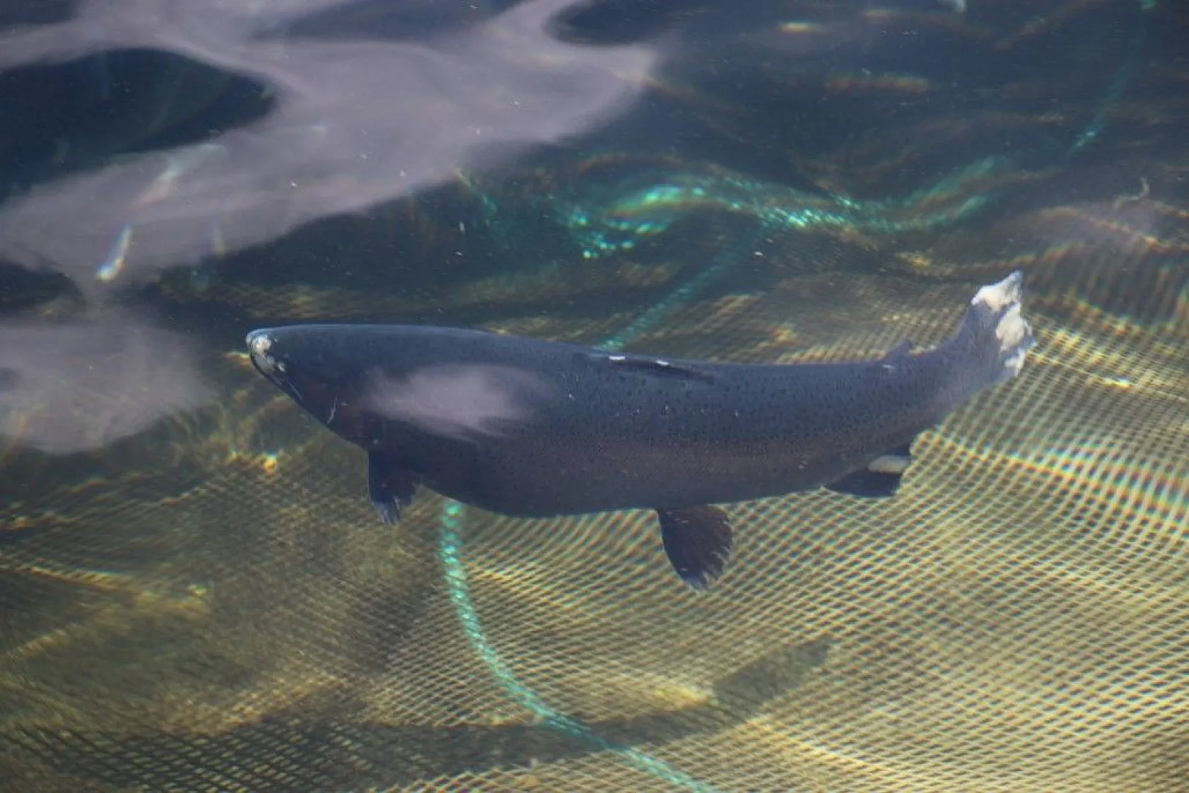 Elazığ'da üretilip birçok ülkeye ihraç ediliyor
