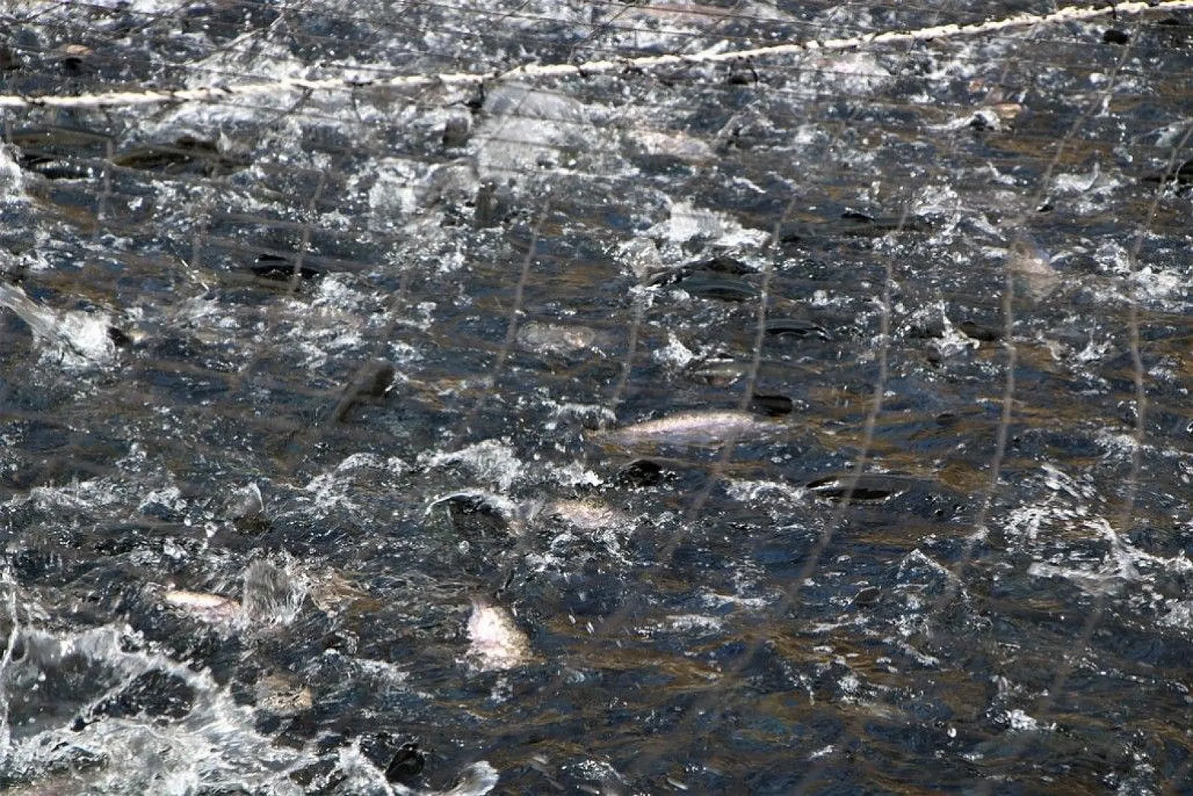 Elazığ'da üretilip birçok ülkeye ihraç ediliyor