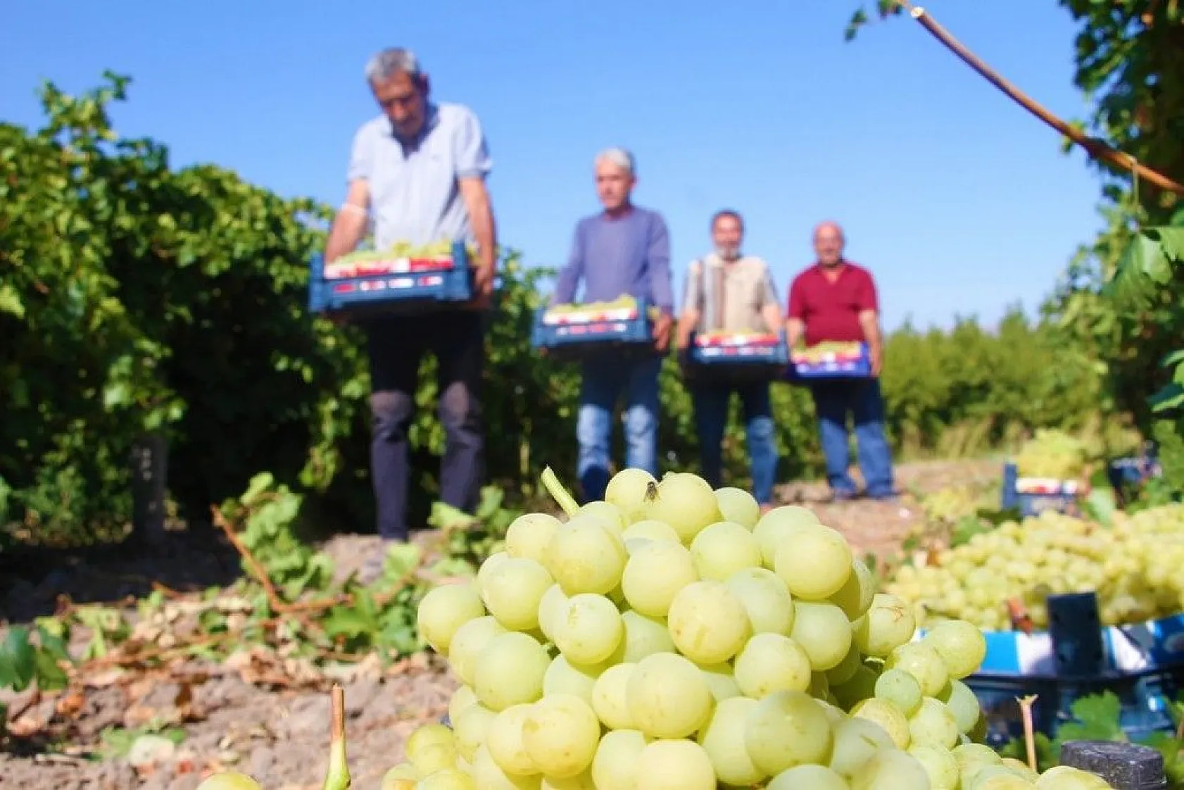 Elazığ'da 'En tatlı' hasat dönemi başladı