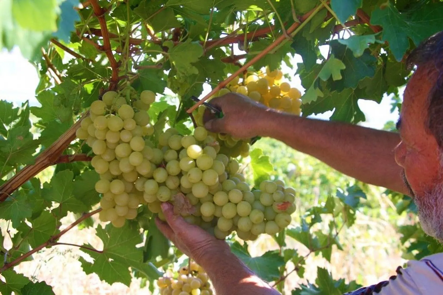 Elazığ'da 'En tatlı' hasat dönemi başladı