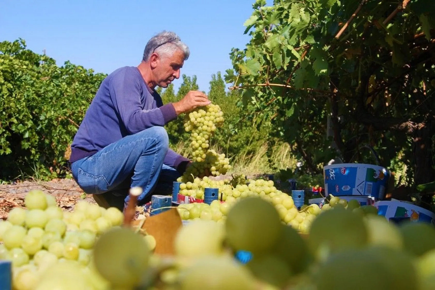 Elazığ'da 'En tatlı' hasat dönemi başladı