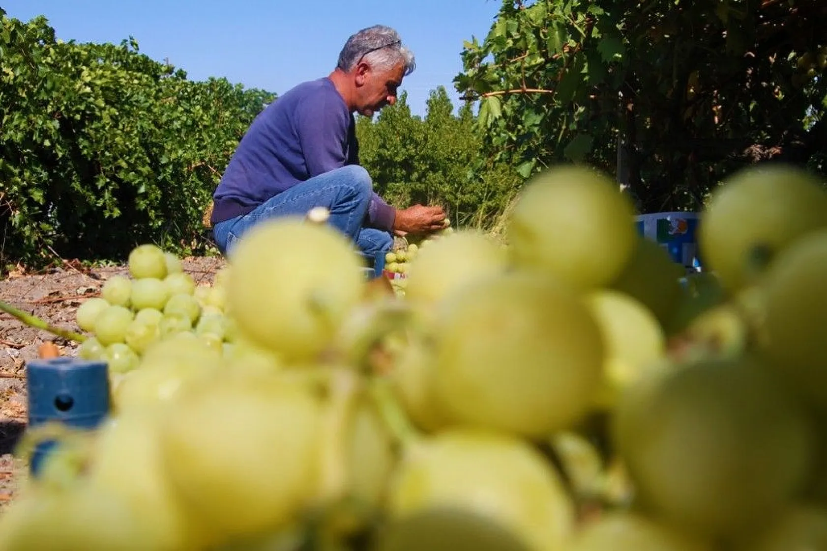 Elazığ'da 'En tatlı' hasat dönemi başladı