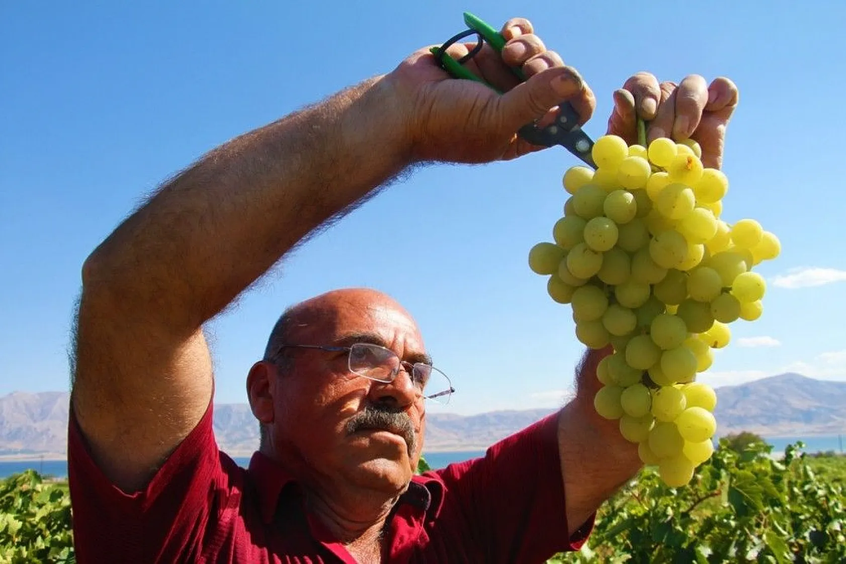 Elazığ'da 'En tatlı' hasat dönemi başladı