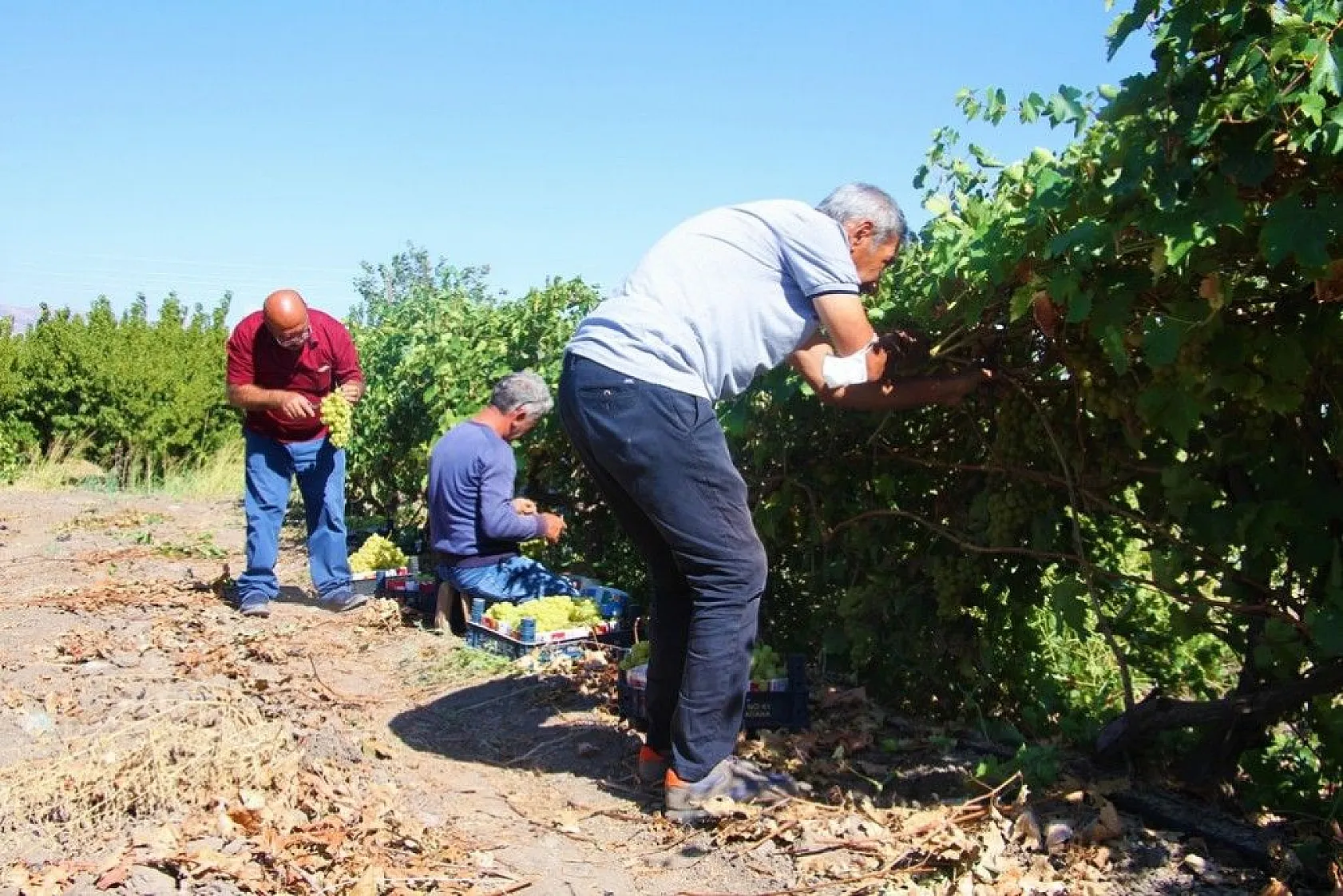 Elazığ'da 'En tatlı' hasat dönemi başladı