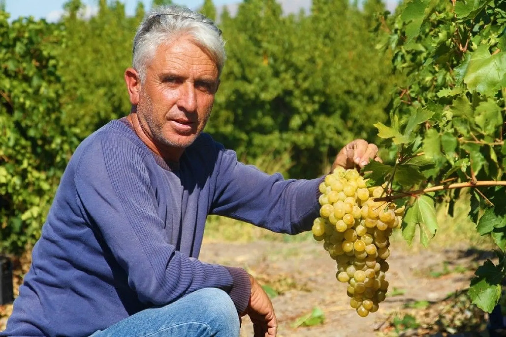 Elazığ'da 'En tatlı' hasat dönemi başladı