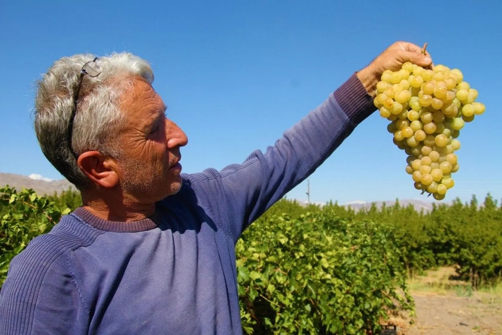 Elazığ'da 'En tatlı' hasat dönemi başladı