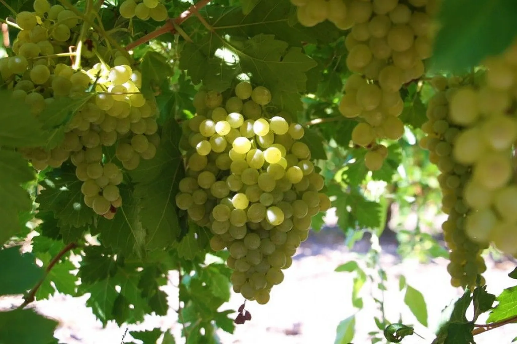 Elazığ'da 'En tatlı' hasat dönemi başladı