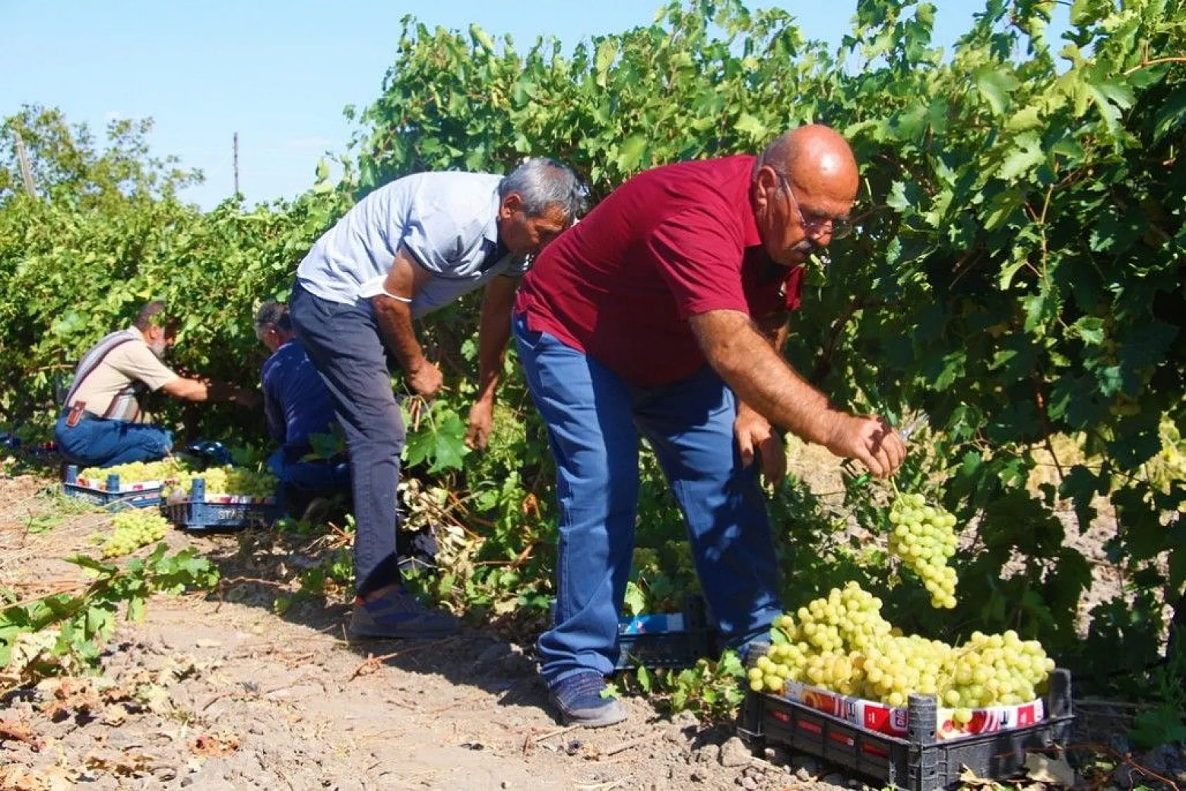 Elazığ'da 'En tatlı' hasat dönemi başladı