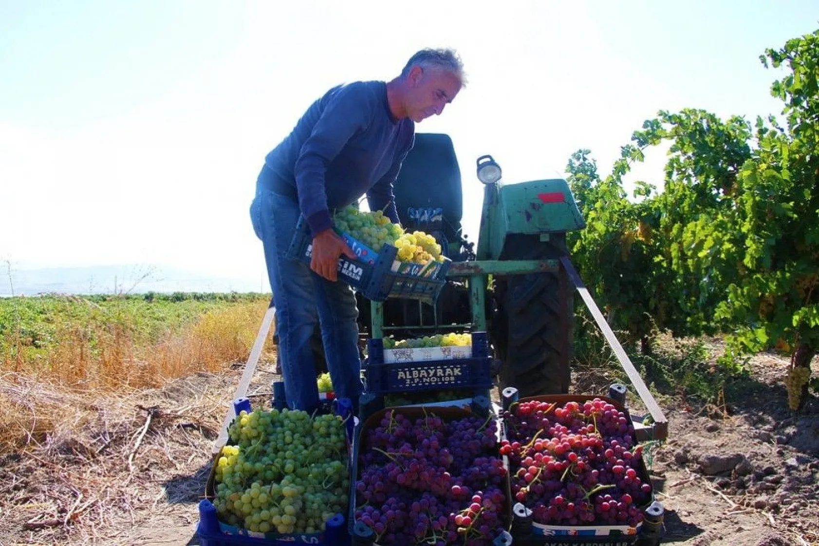 Elazığ'da 'En tatlı' hasat dönemi başladı