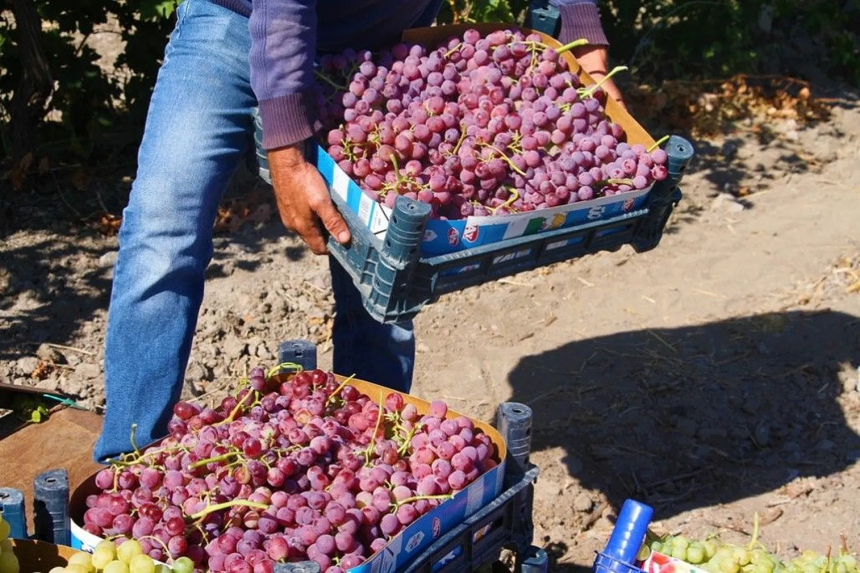 Elazığ'da 'En tatlı' hasat dönemi başladı