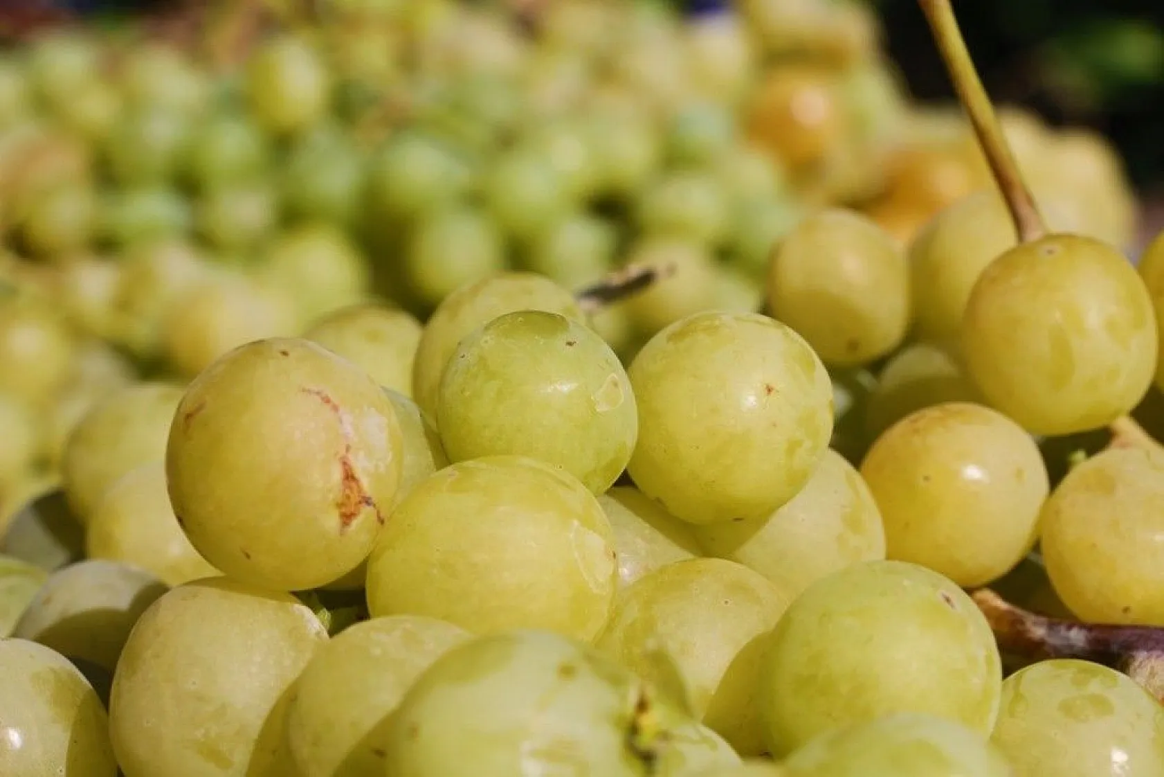 Elazığ'da 'En tatlı' hasat dönemi başladı