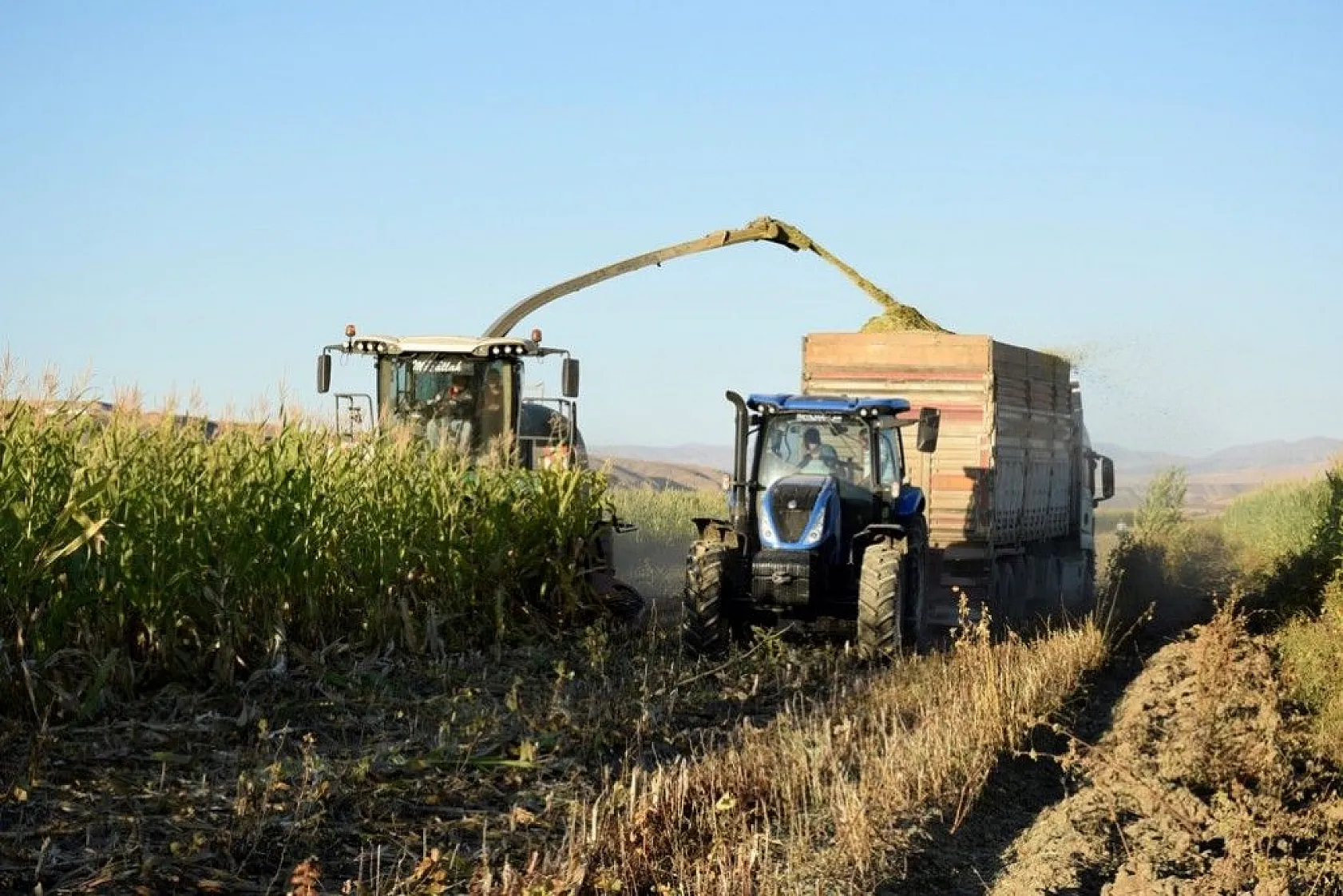 4 bin dönümlük alanda silajlık mısır hasadı başladı
