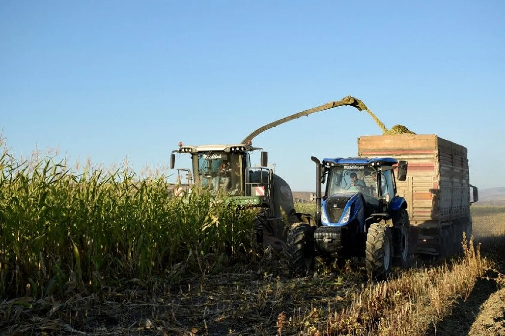 4 bin dönümlük alanda silajlık mısır hasadı başladı