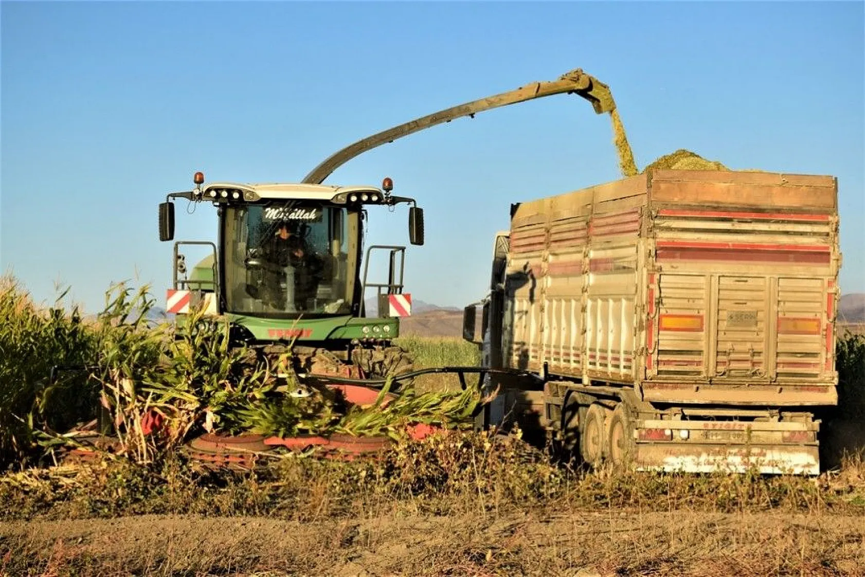 4 bin dönümlük alanda silajlık mısır hasadı başladı