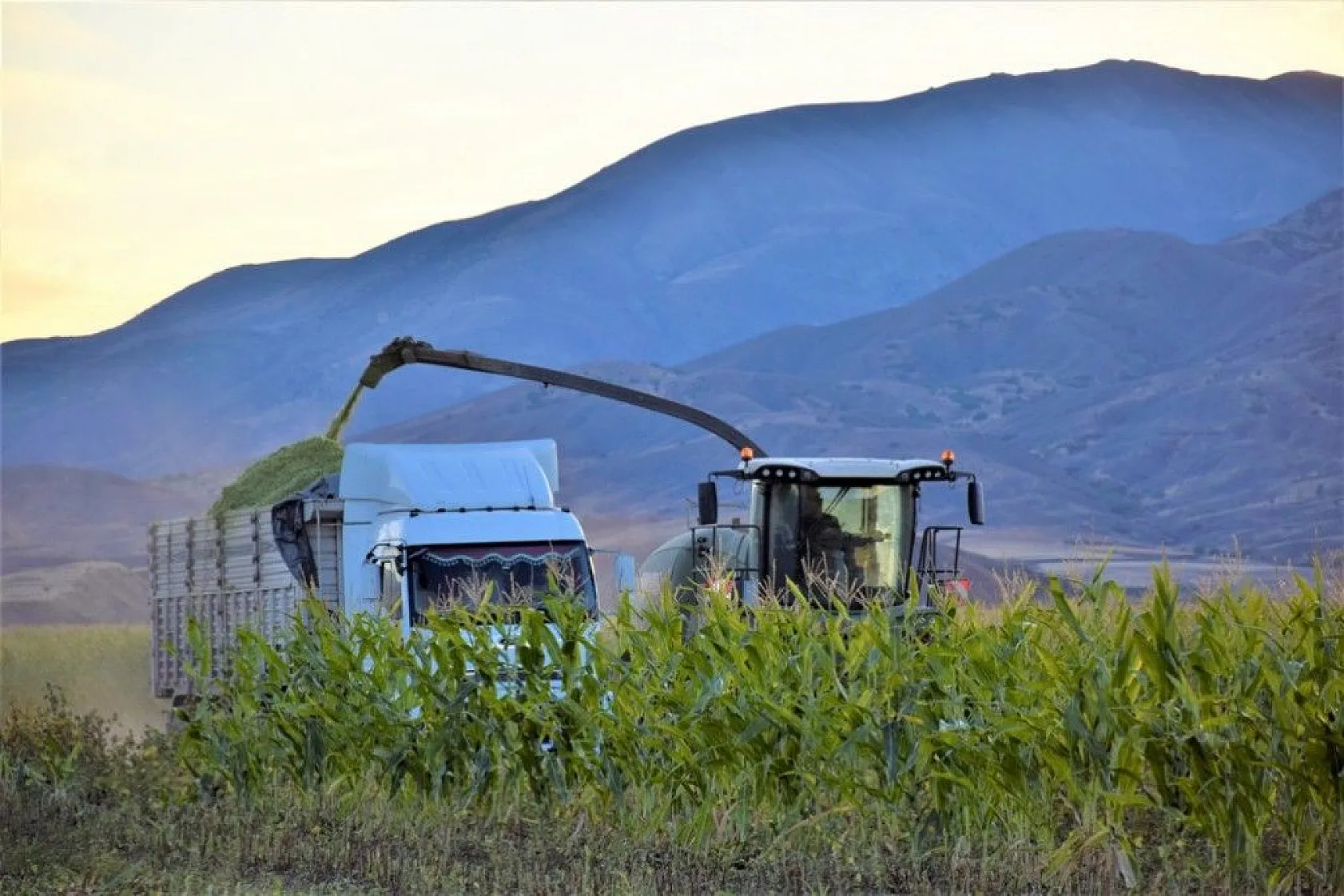 4 bin dönümlük alanda silajlık mısır hasadı başladı