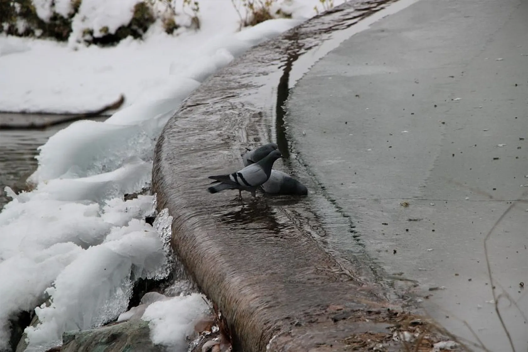 Soğuk hava süs havuzlarını dondurdu