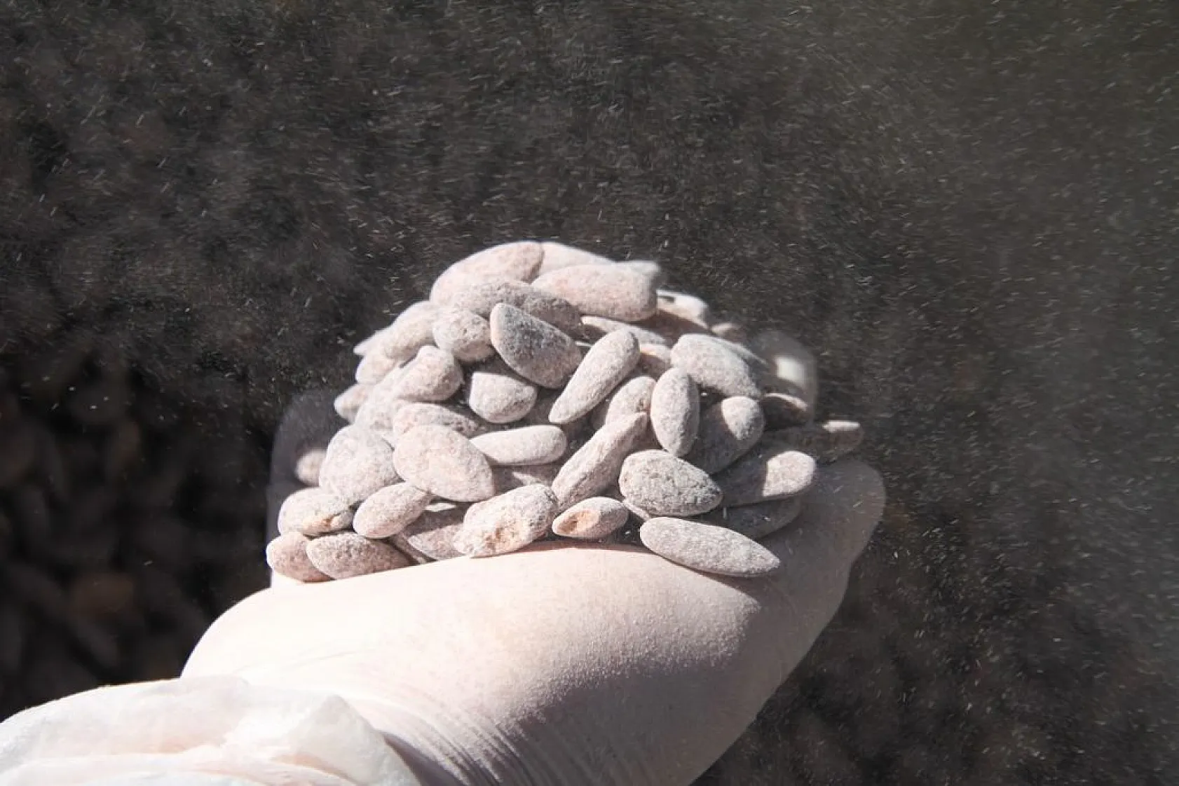 Ramazan'ın yaklaşmasıyla 'Beyaz Altın'a talep arttı!