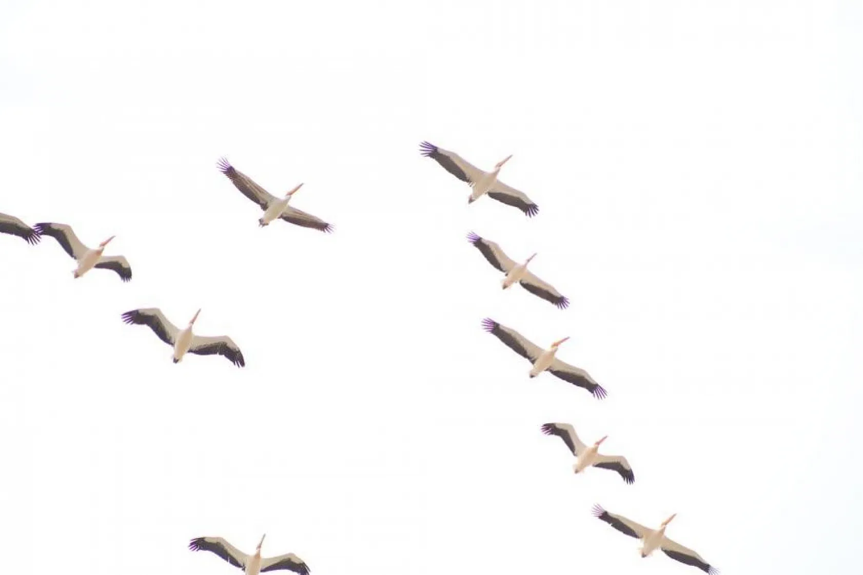 Onlarca leylek gökyüzünü renklendirdi