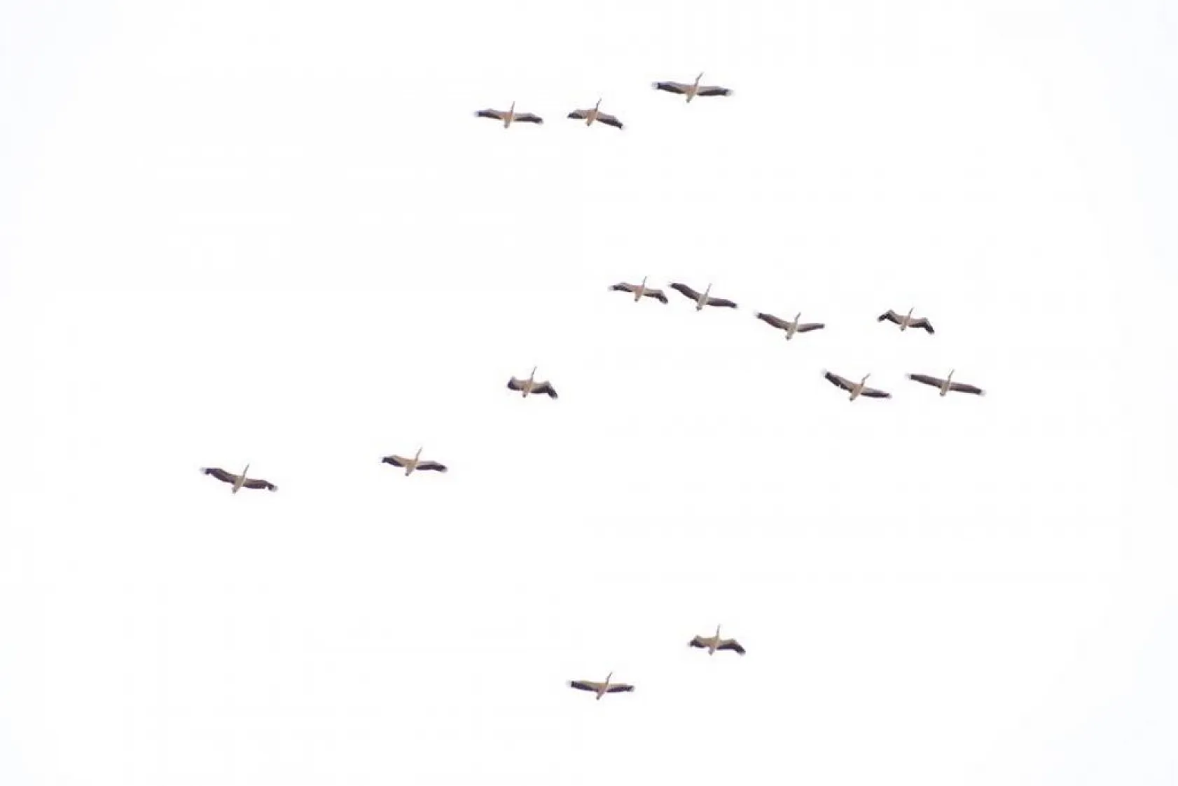 Onlarca leylek gökyüzünü renklendirdi