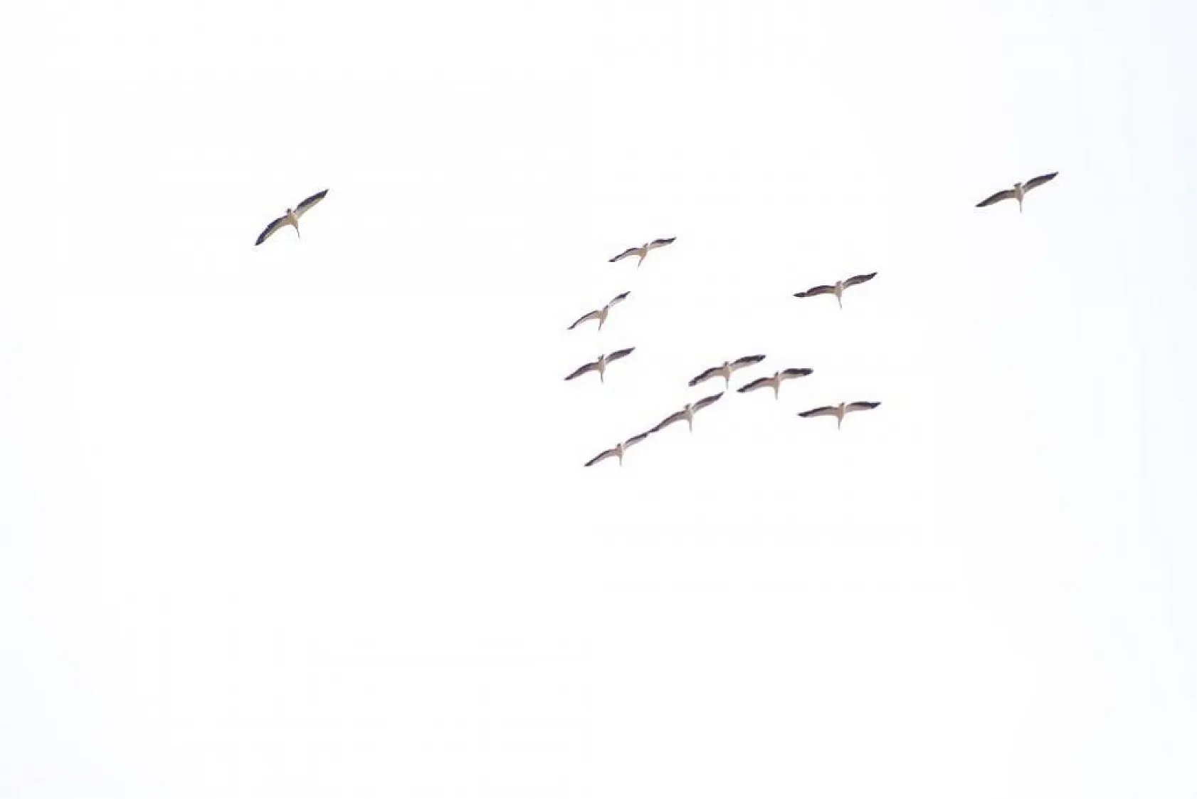 Onlarca leylek gökyüzünü renklendirdi