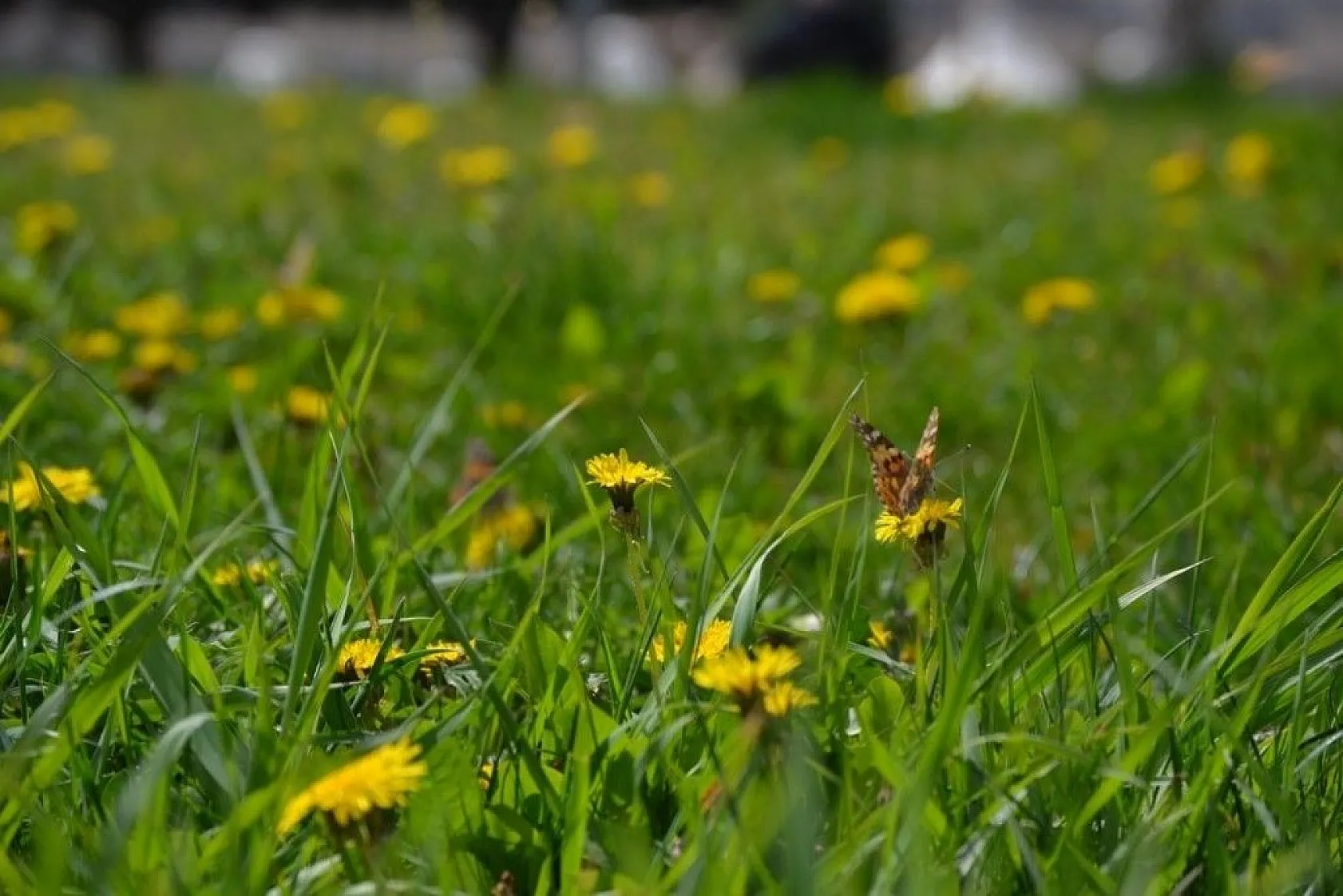 Diken kelebekleri renkli görüntüler oluşturuyor