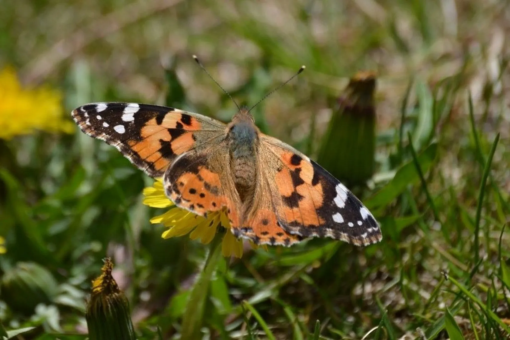 Diken kelebekleri renkli görüntüler oluşturuyor