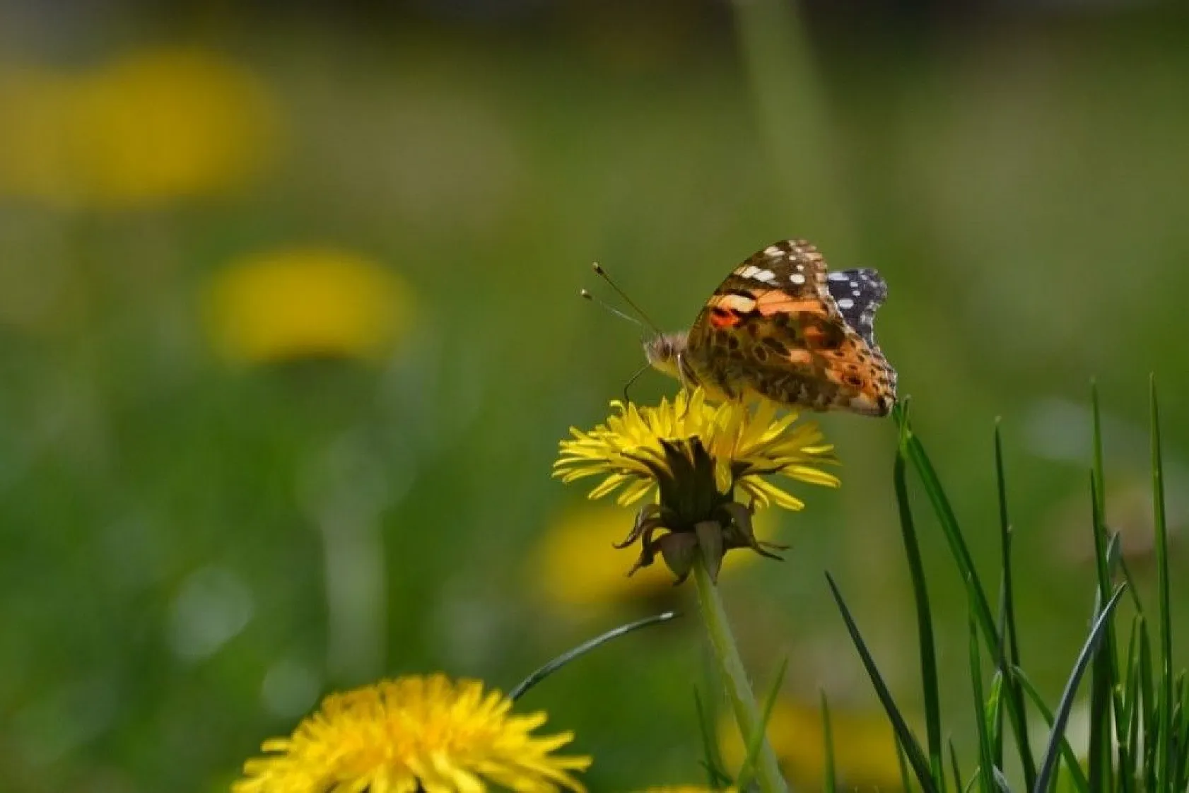 Diken kelebekleri renkli görüntüler oluşturuyor