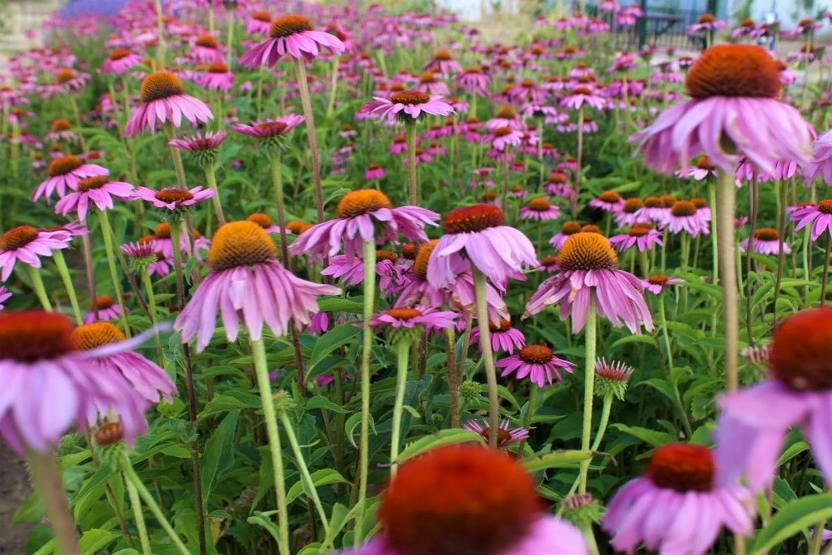 Van Gölü kıyısında renk cümbüşü