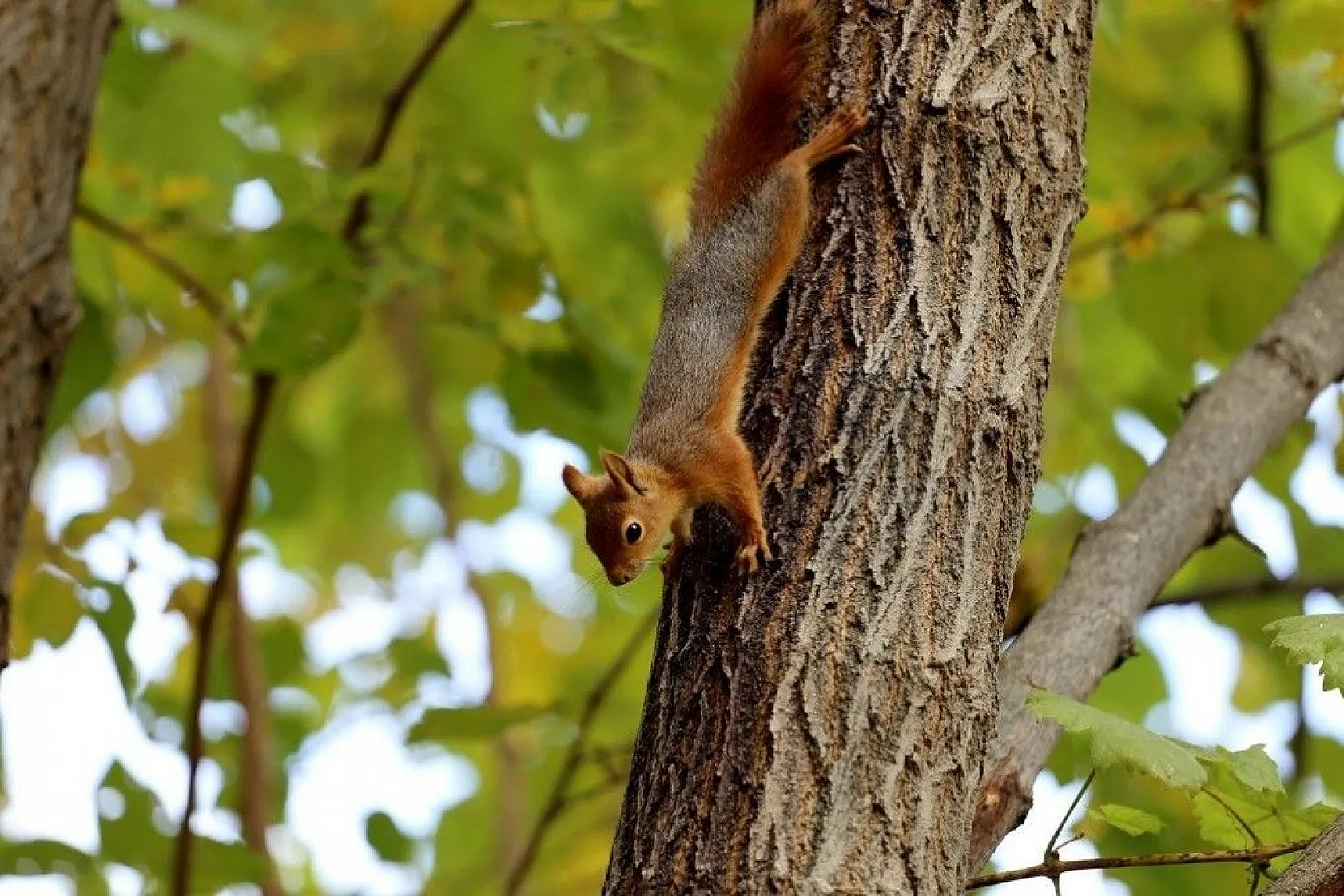 Antalya'da renklerin sonbahar dansı