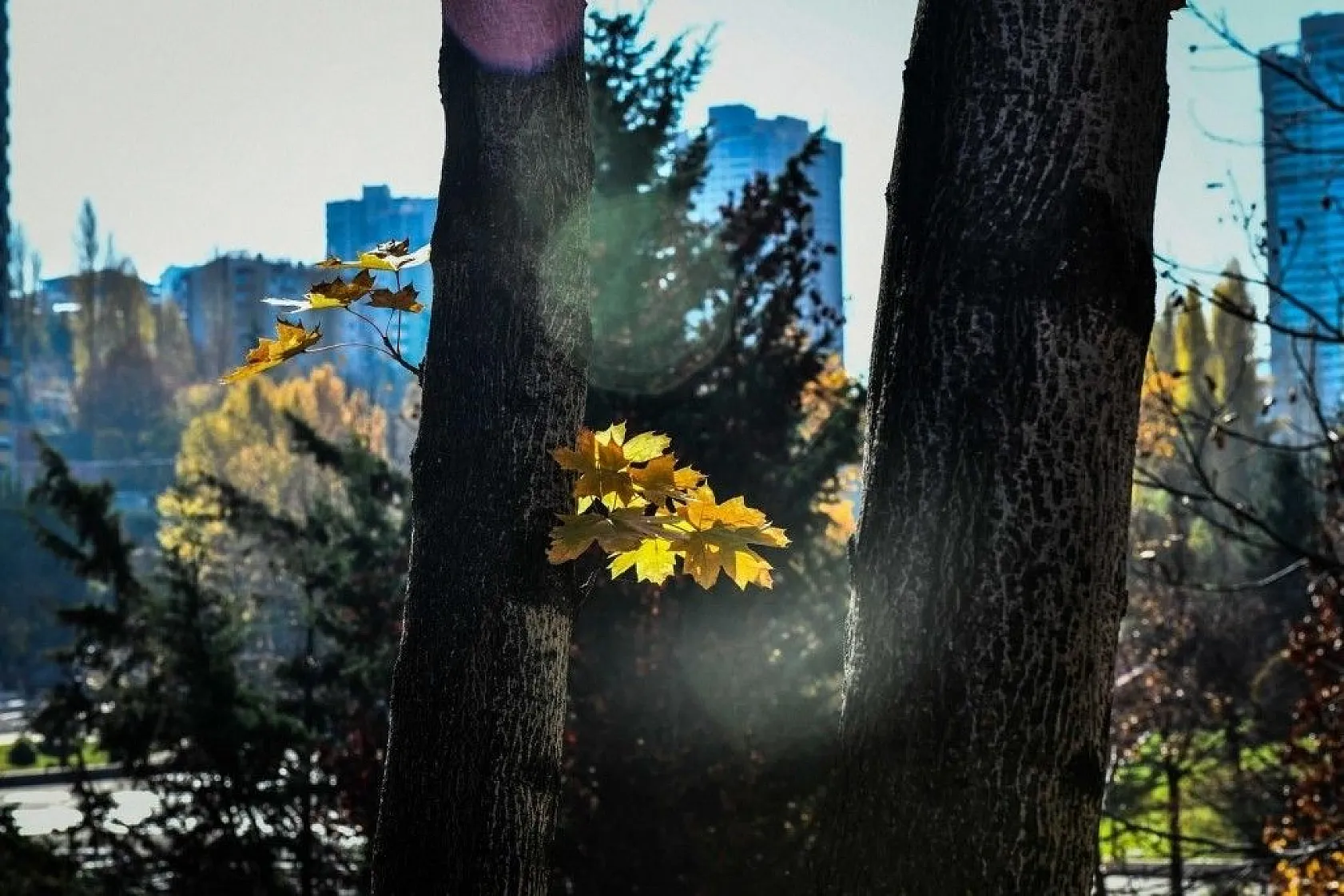 Başkent'in rengi sonbahar