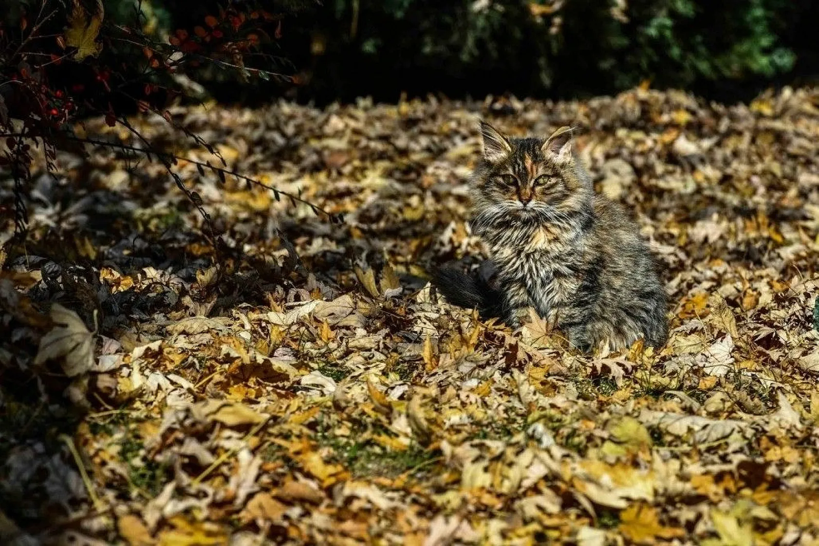 Başkent'in rengi sonbahar
