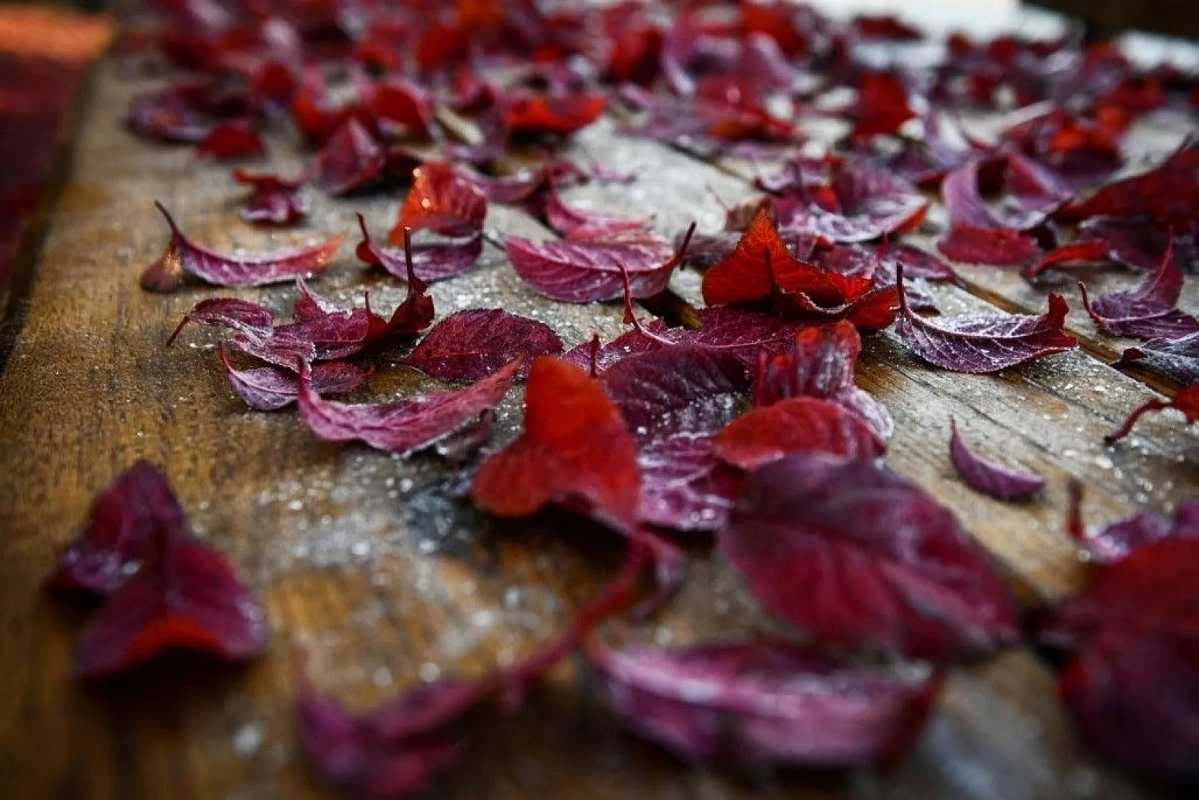Başkent'in rengi sonbahar