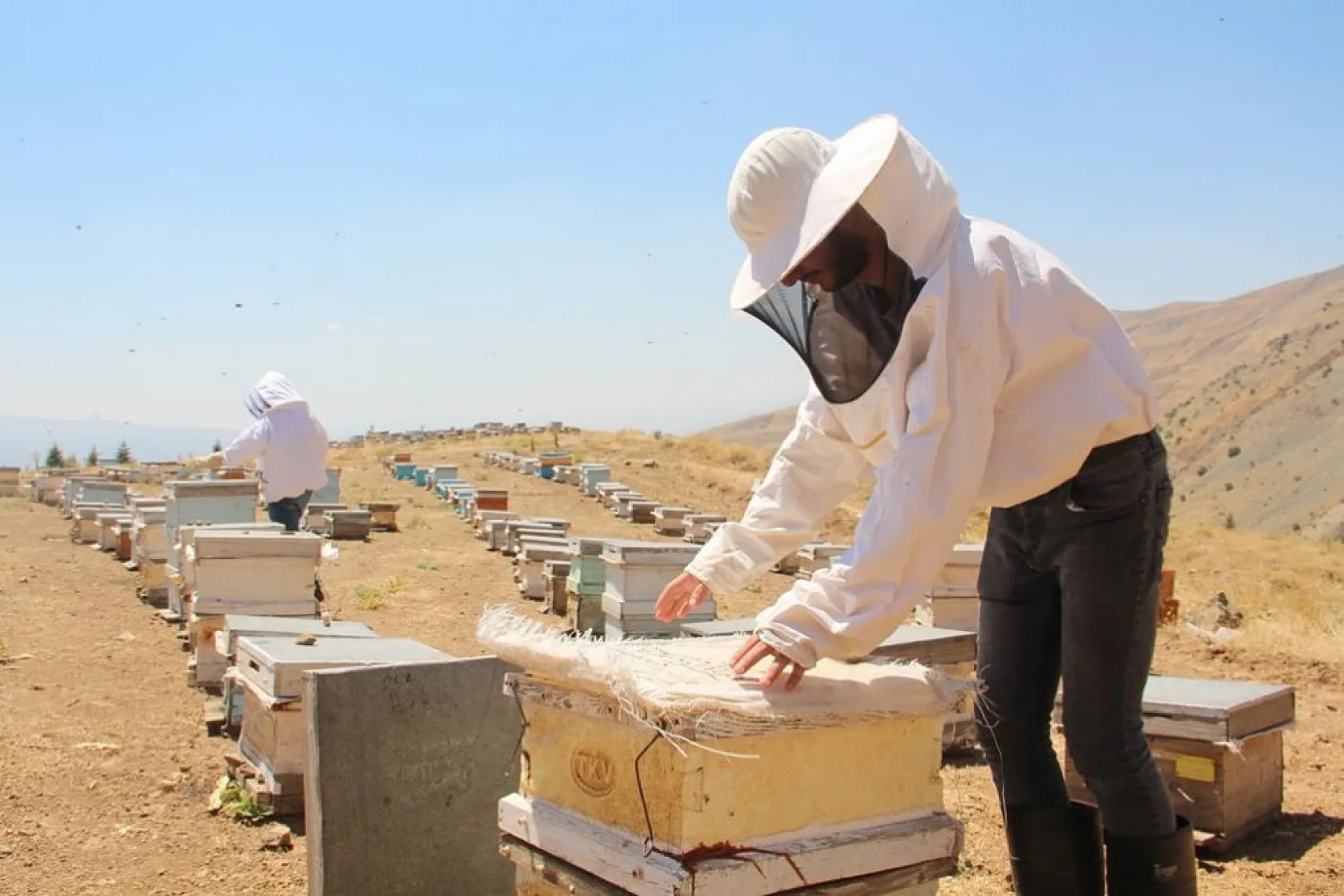 Arıcılar bu yıl da umduğunu bulamadı