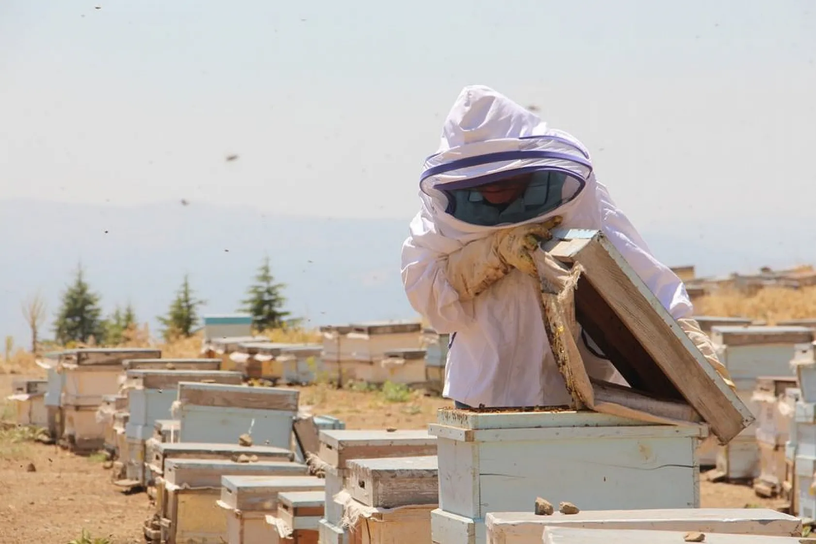 Arıcılar bu yıl da umduğunu bulamadı