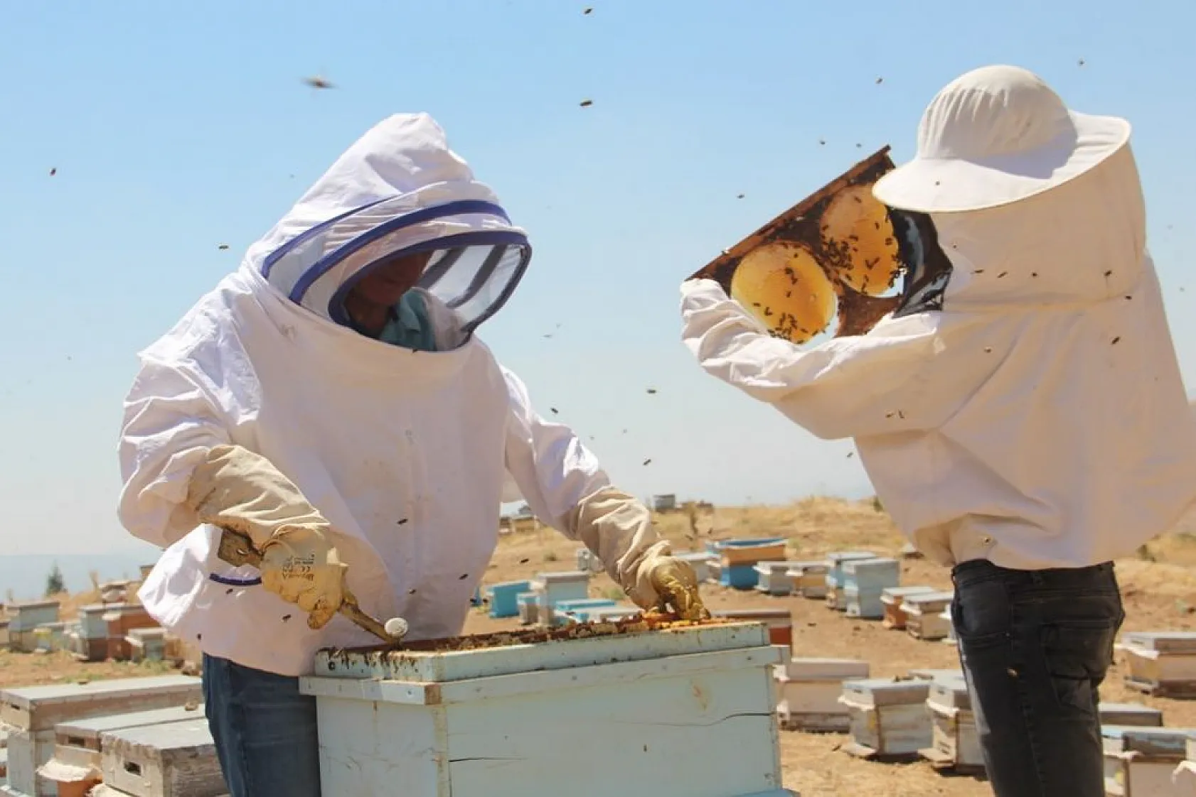 Arıcılar bu yıl da umduğunu bulamadı